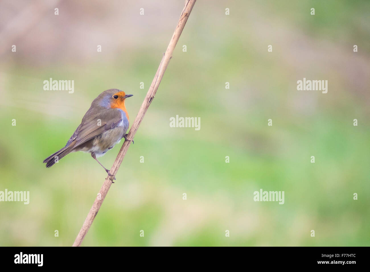 Rotkehlchen (Erithacus Rubecula) singen in einer Winterlandschaft einstellen. Stockfoto