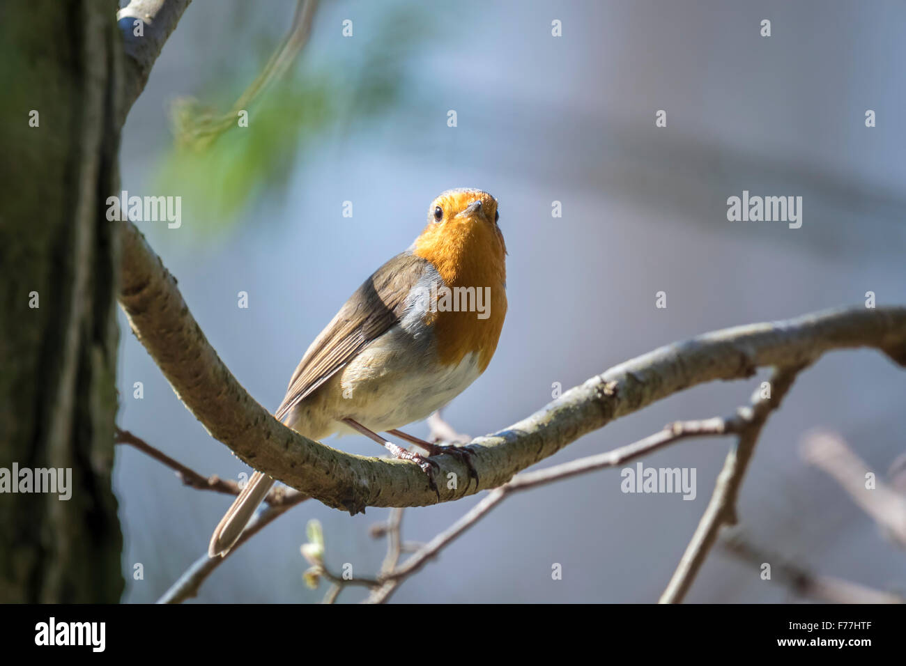 Rotkehlchen (Erithacus Rubecula) singen Stockfoto