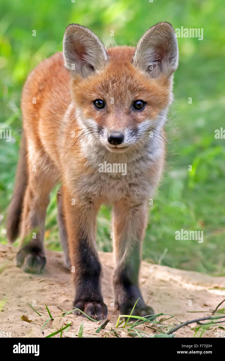 Fuchs in freier Wildbahn Stockfoto