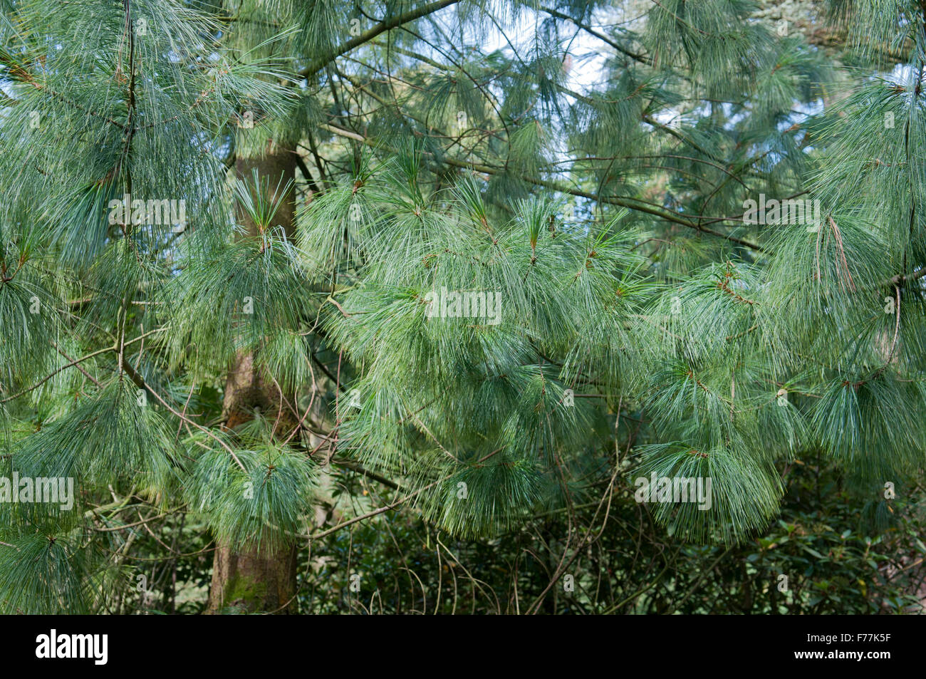 Pinus wallichiana Fotos und Bildmaterial in hoher Auflösung Alamy