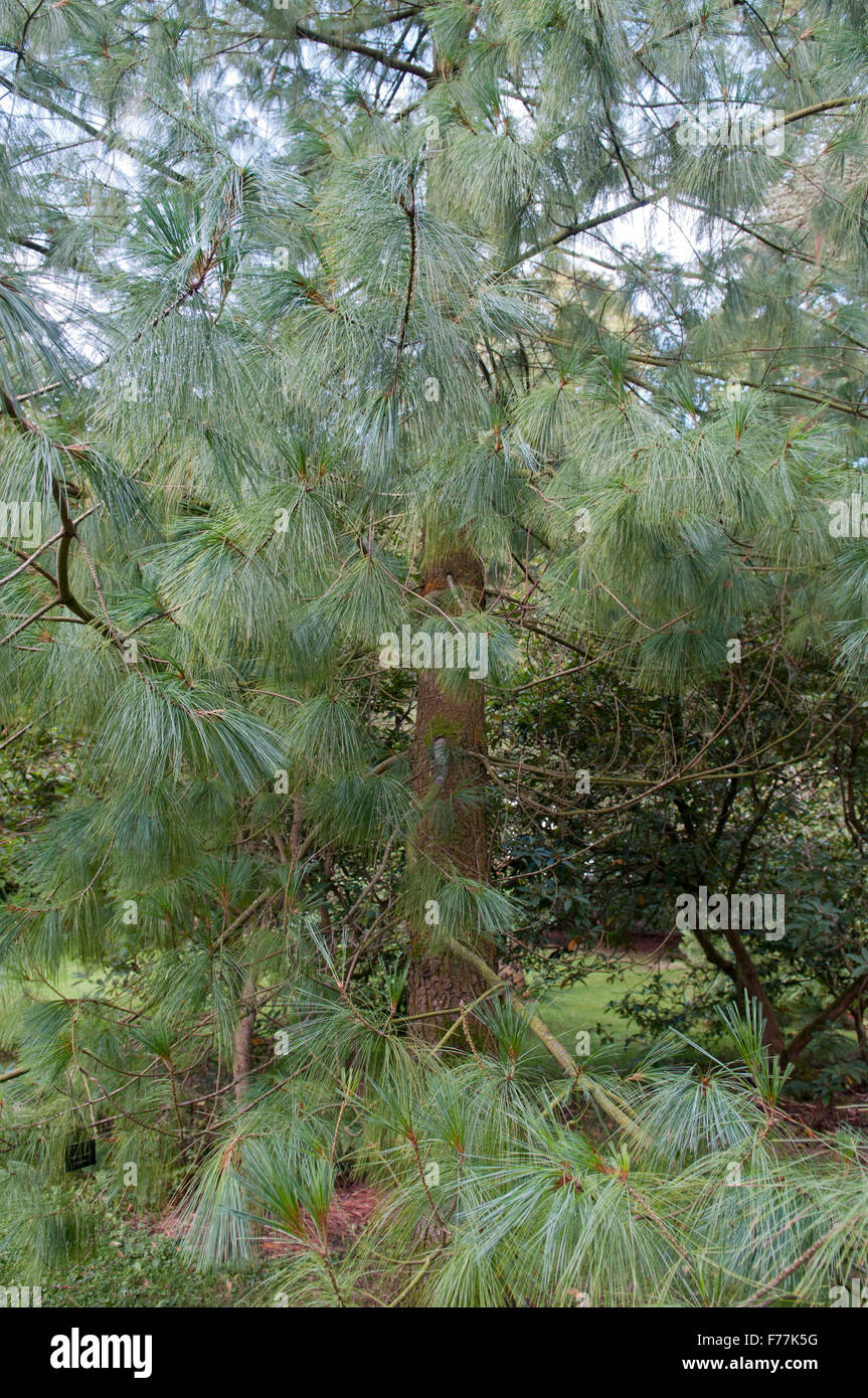 PINUS WALLICHIANA Stockfoto