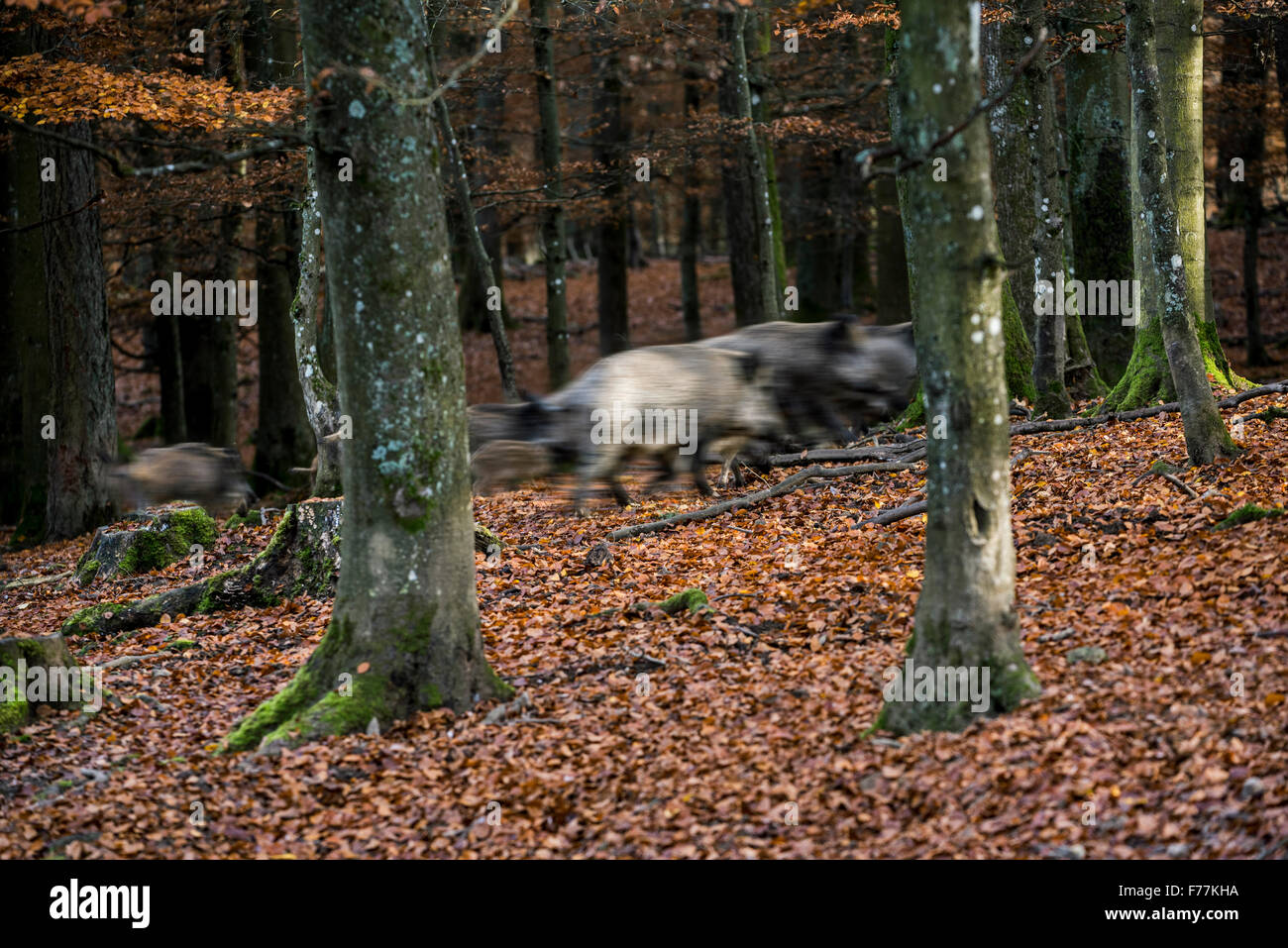 Wildschweine (Sus Scrofa) mit Jugendlichen läuft durch Laubwald im Herbst Stockfoto