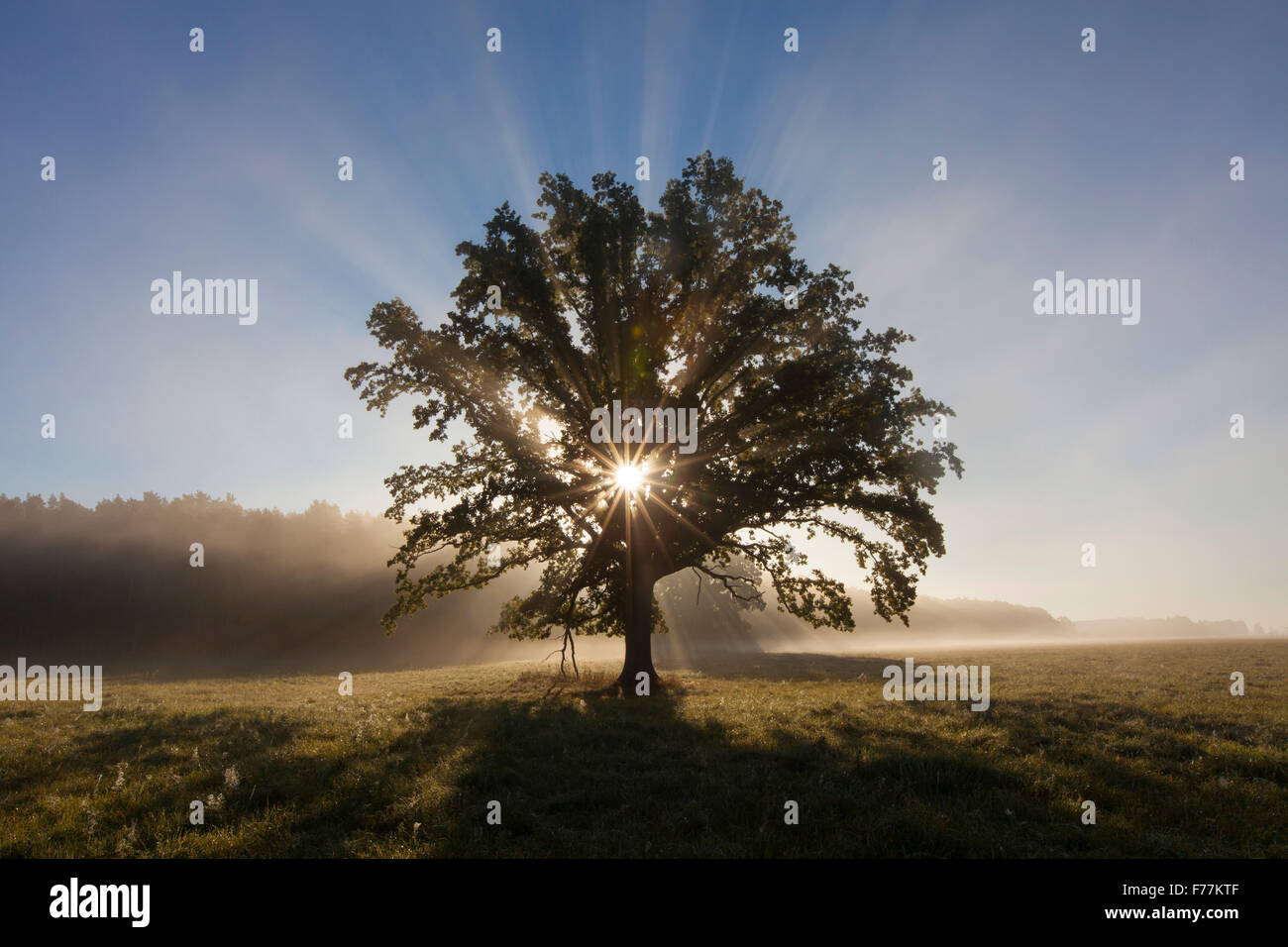 Sonne durch Laub der alten Einzelhaft Englisch Eiche / pedunculate Eiche / französischer Eiche (Quercus Robur) in Wiese im Herbst Stockfoto
