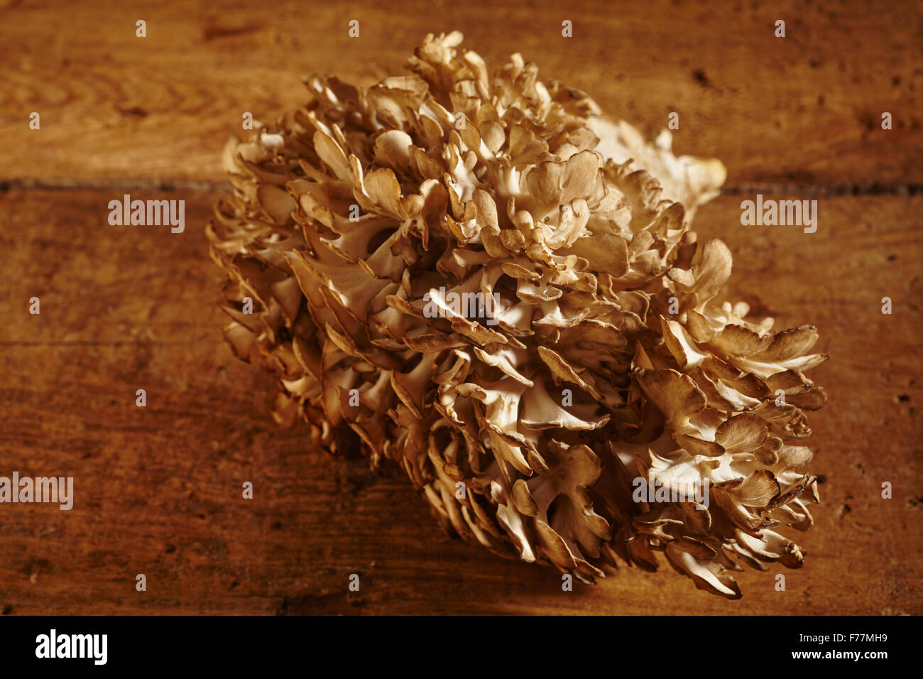 Maitake Fotos und Bildmaterial in hoher Auflösung Alamy