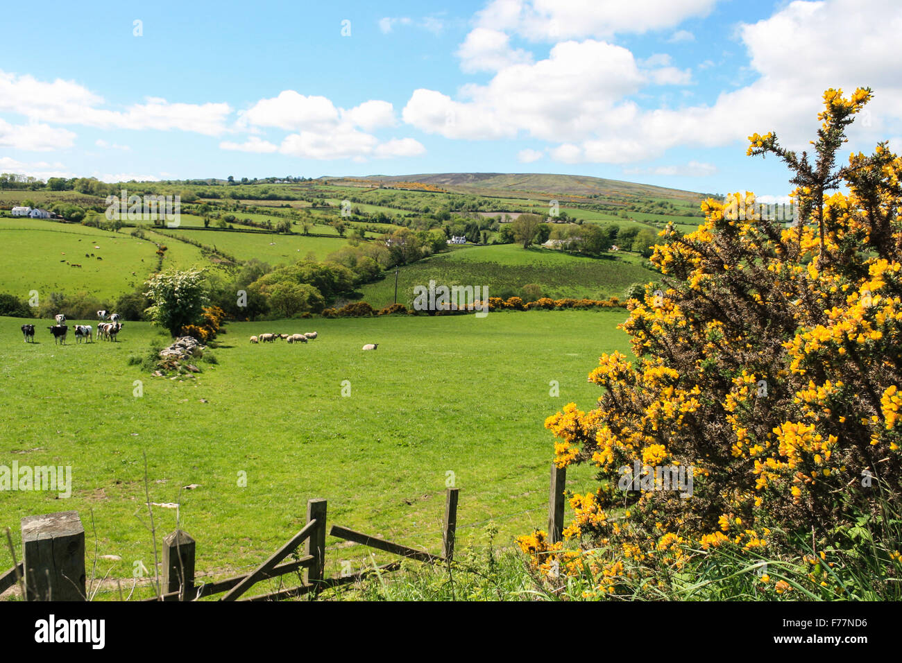 Gelber Ginster, sanften Hügeln, Vieh und einen herrlichen Blick auf grüne Wiesen von der Autobahn A6 in Nordirland. Stockfoto