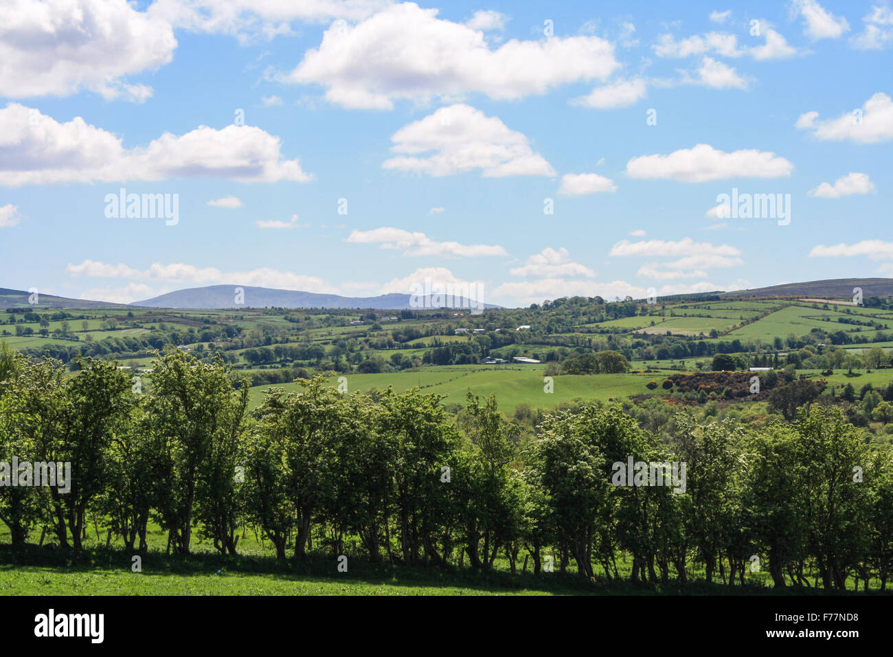 Einen herrlichen Blick auf grünen Wiesen mit sanften Hügeln und Bergen im Hintergrund von der Autobahn A6 in Nordirland. Stockfoto