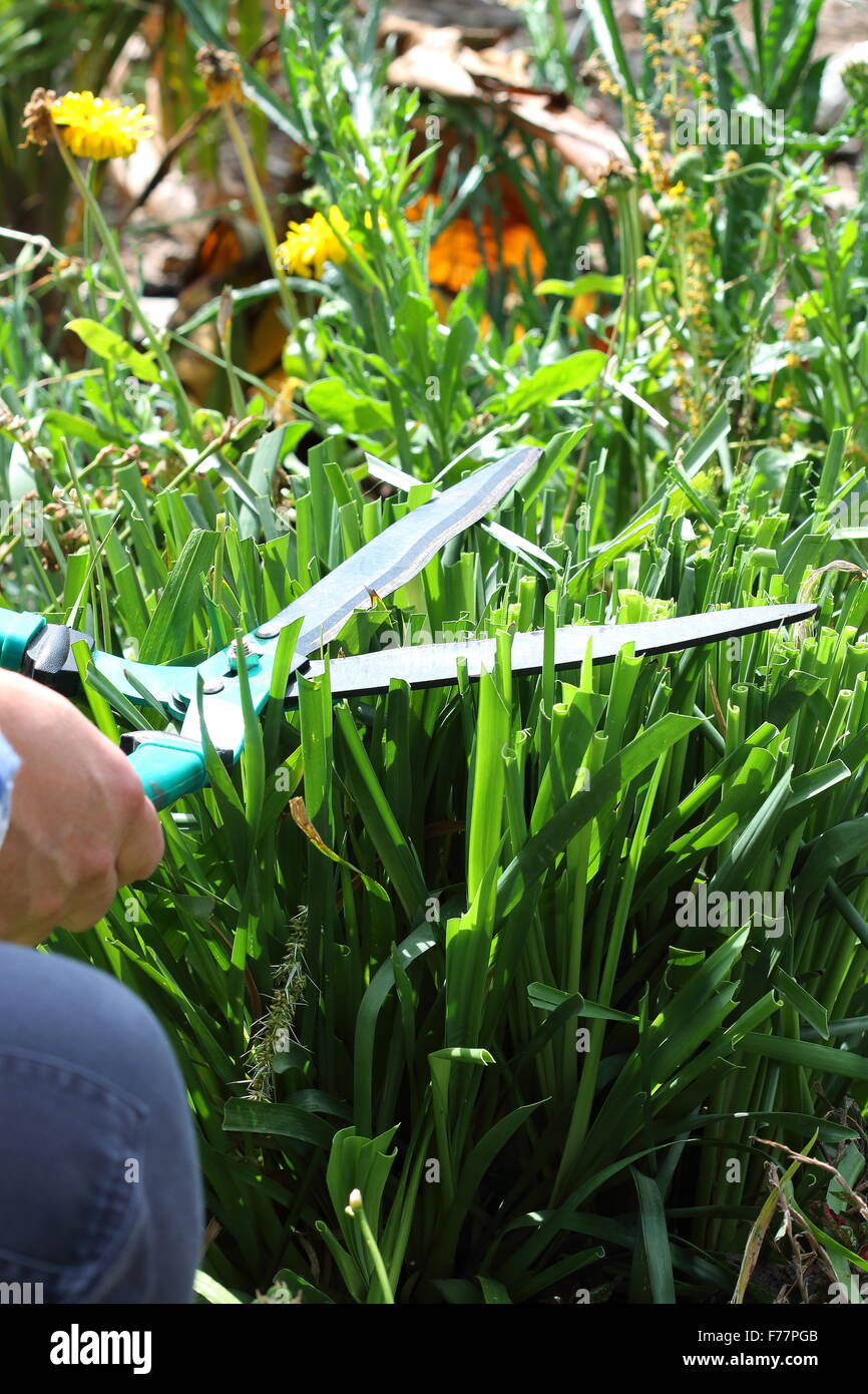 Erwachsene männliche Lomandra Grass mit einer Schere schneiden Stockfoto