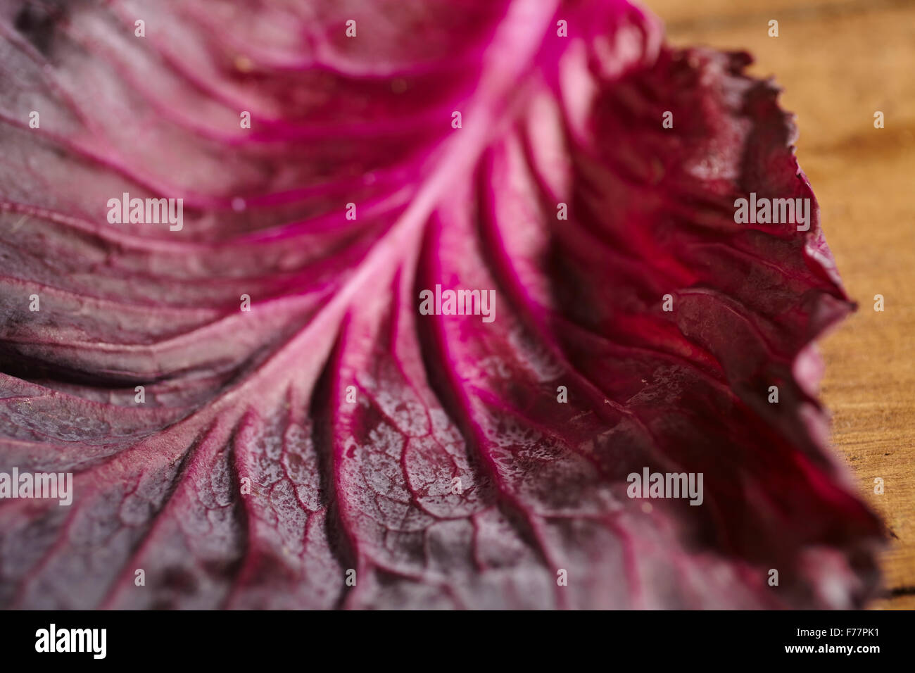 ein Blatt des rohen Rotkohl Stockfoto