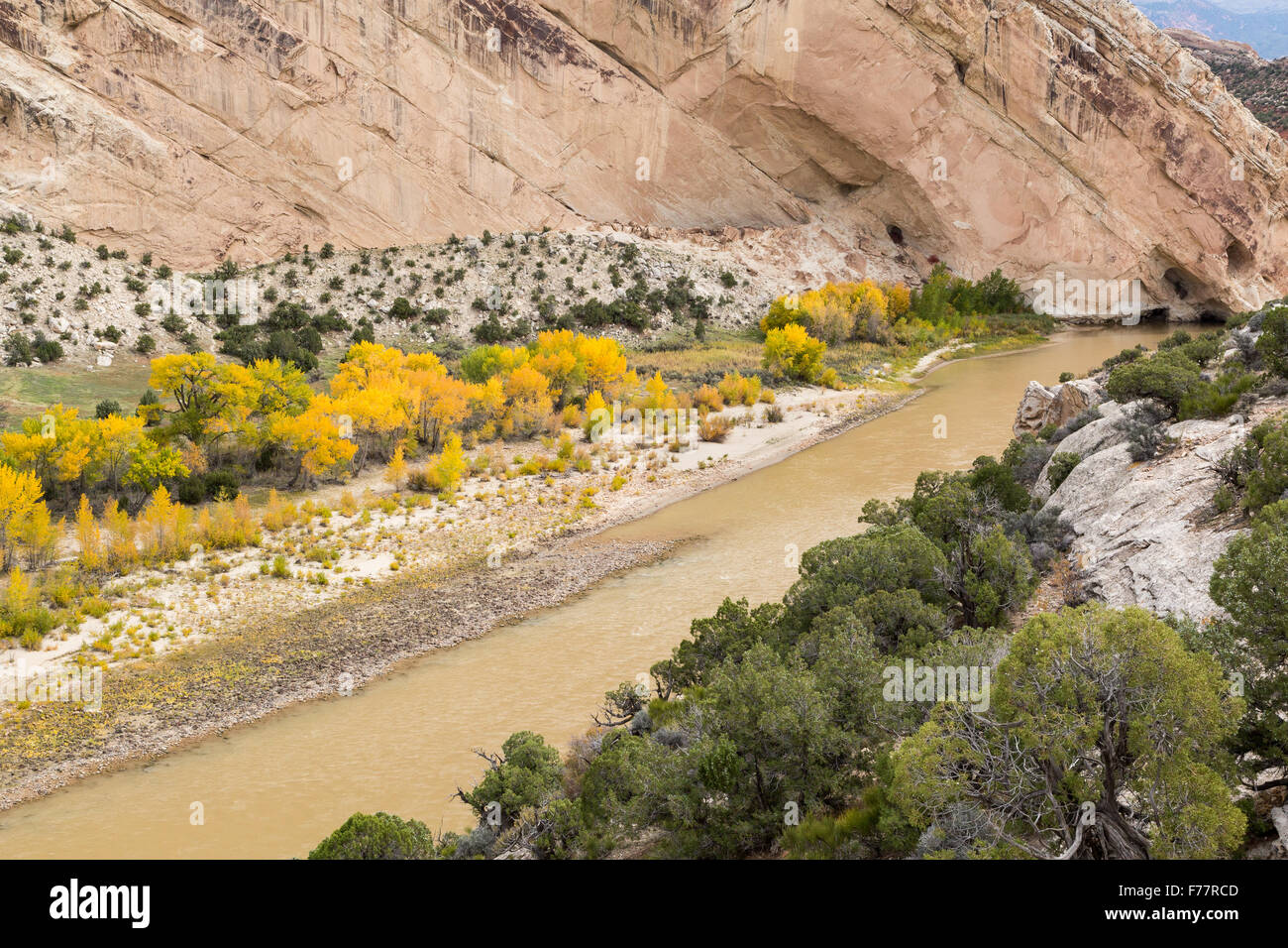 Herbstlaub Linie Green River unterhalb Sandstein-Klippen, Dinosaur National Monument, Utah Stockfoto