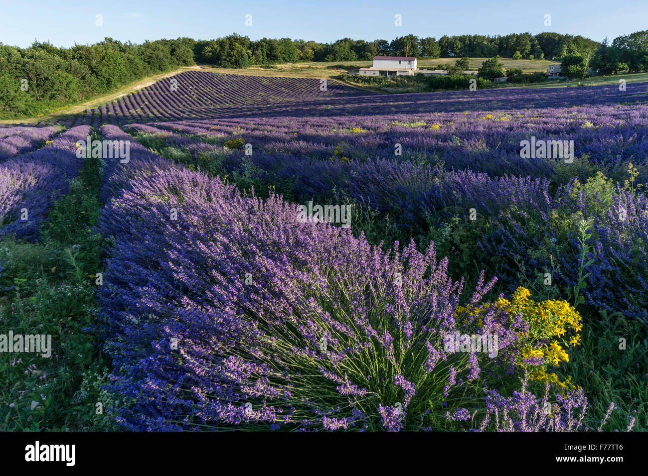 Lavendel-Feld, Pays de Banon, Brennerei, Vaucluse, Alpes-de-Haute-Provence, Landschaft, Provence, Frankreich Stockfoto