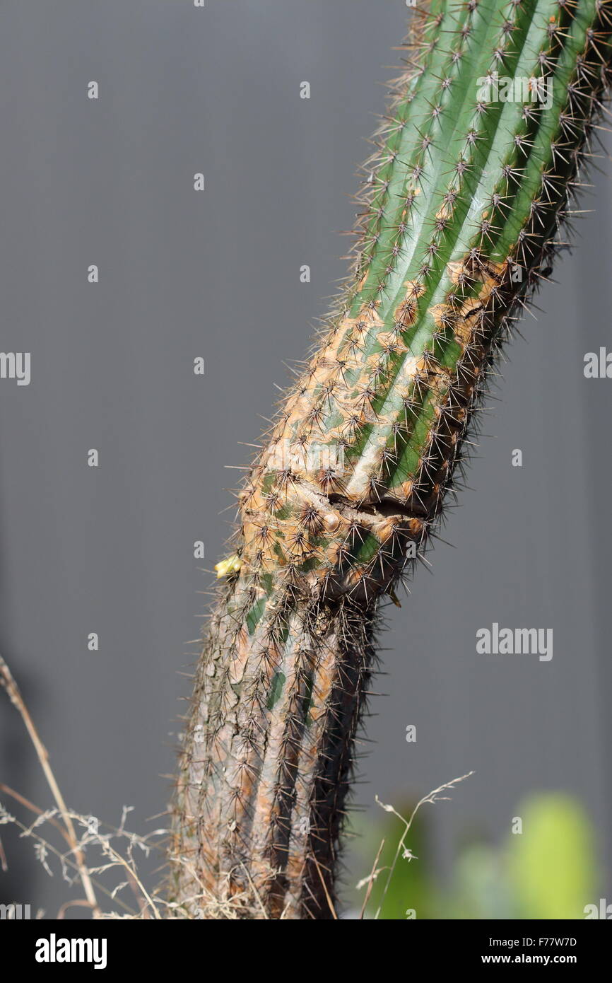 Nahaufnahme eines beschädigten (Trichocereus) Echinopsis Spachiana Kaktus Stockfoto