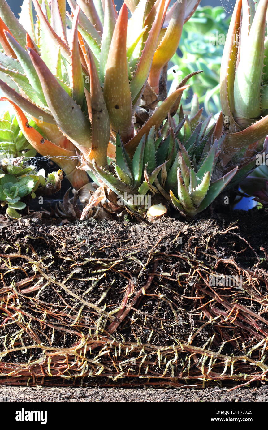 Aloevera Pflanzengruppe mit Welpen und Wurzeln ausgesetzt Stockfoto