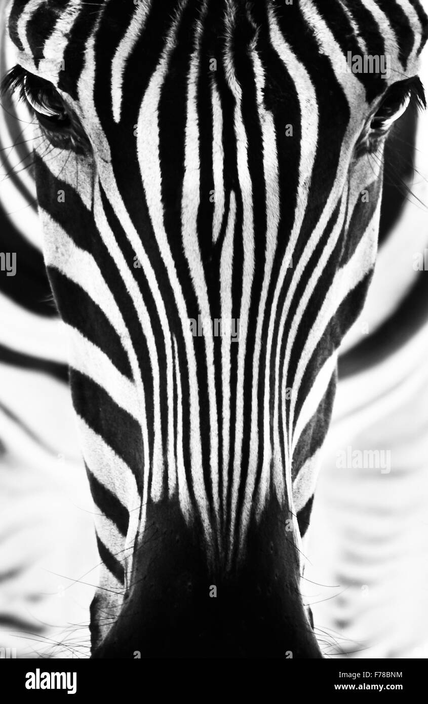Porträt eines Zebras. Schwarz und weiß. Stockfoto