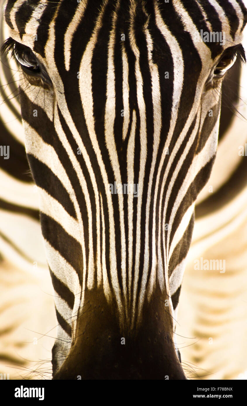 Porträt eines Zebras. Stockfoto