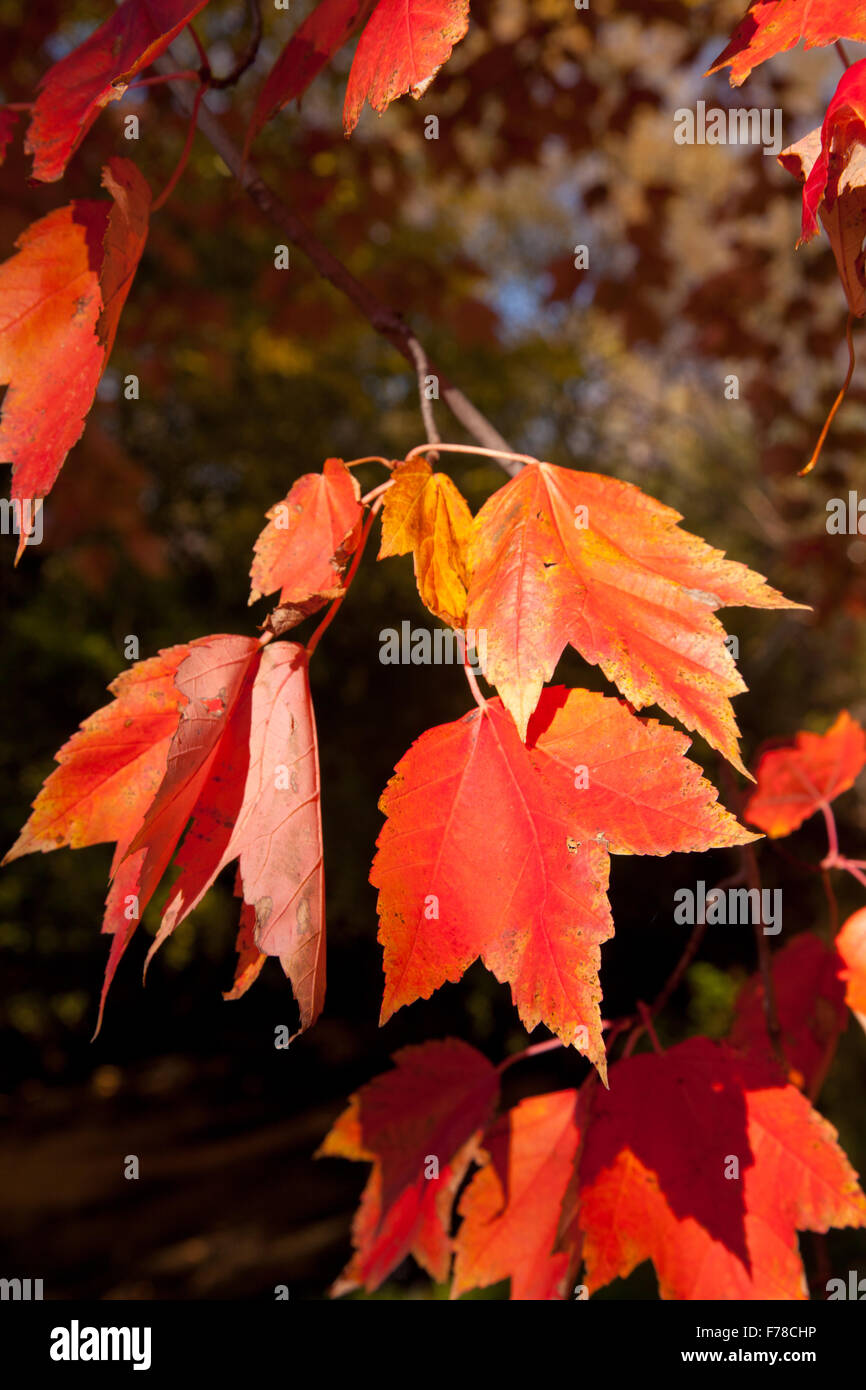Ahorn-Blätter, Walworth County, Wisconsin Stockfoto