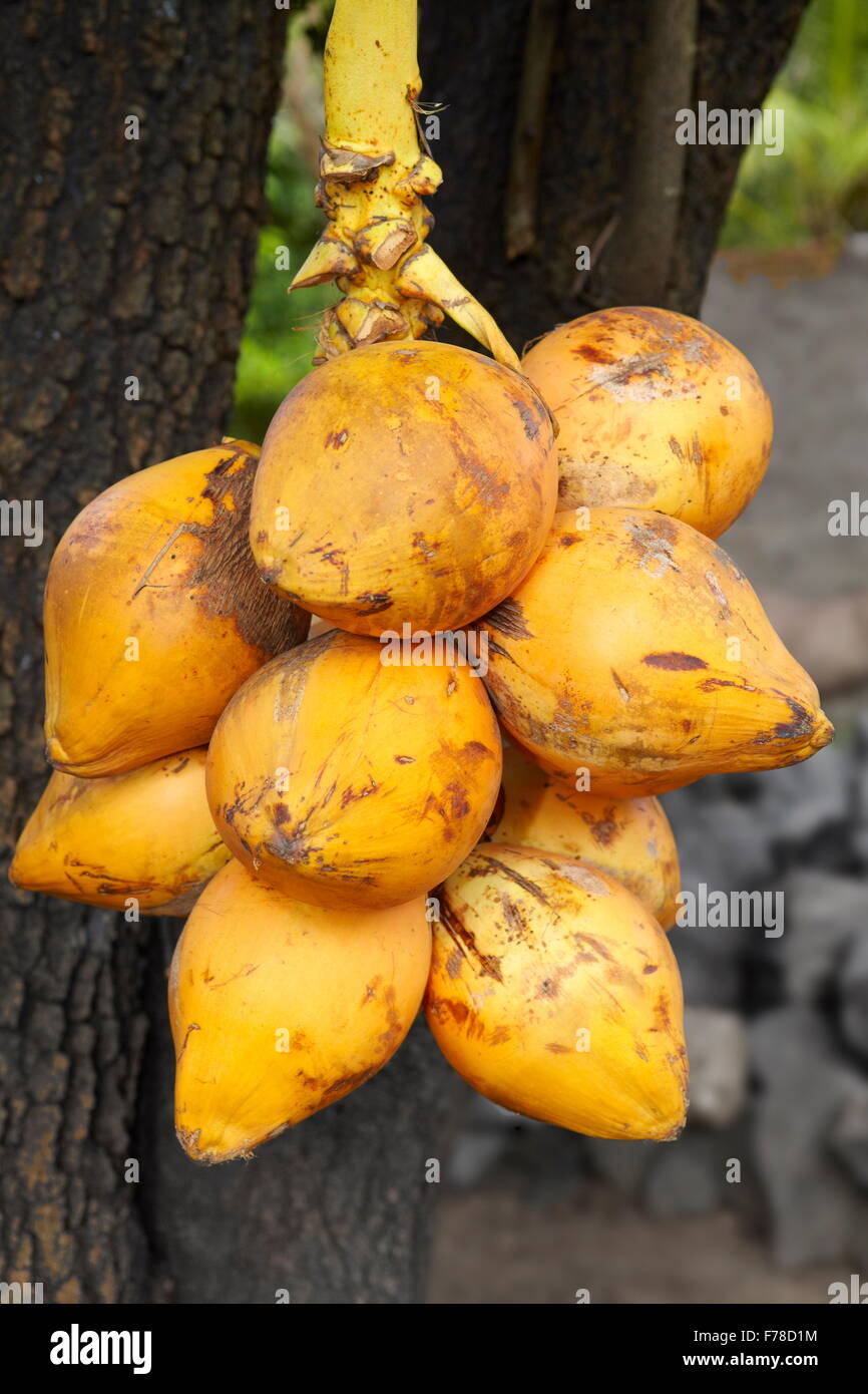Sri Lanka - frische Kokosnüsse Früchte essen, Asien Stockfoto