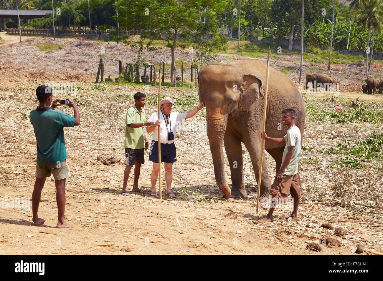 Sri Lanka - Tourist machen ein Bild mit einem Elefanten, Elefanten-Waisenhaus Pinnawela (Sabaragamuwa Provinz von Sri Lanka) Stockfoto