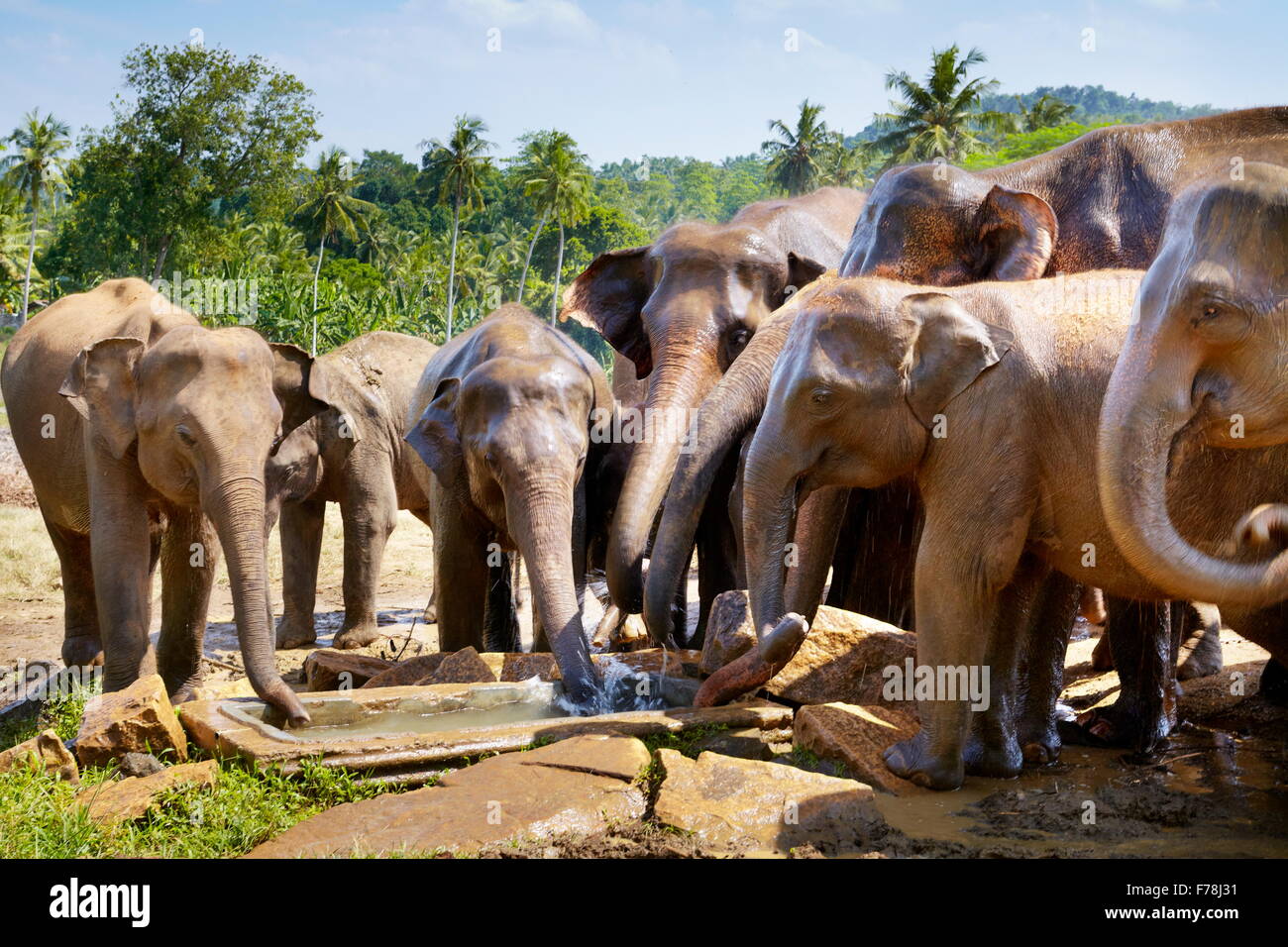 Elefanten am Wasserloch - Pinnawela Elefantenwaisenhaus für wilde asiatische Elefanten, Sri Lanka Stockfoto
