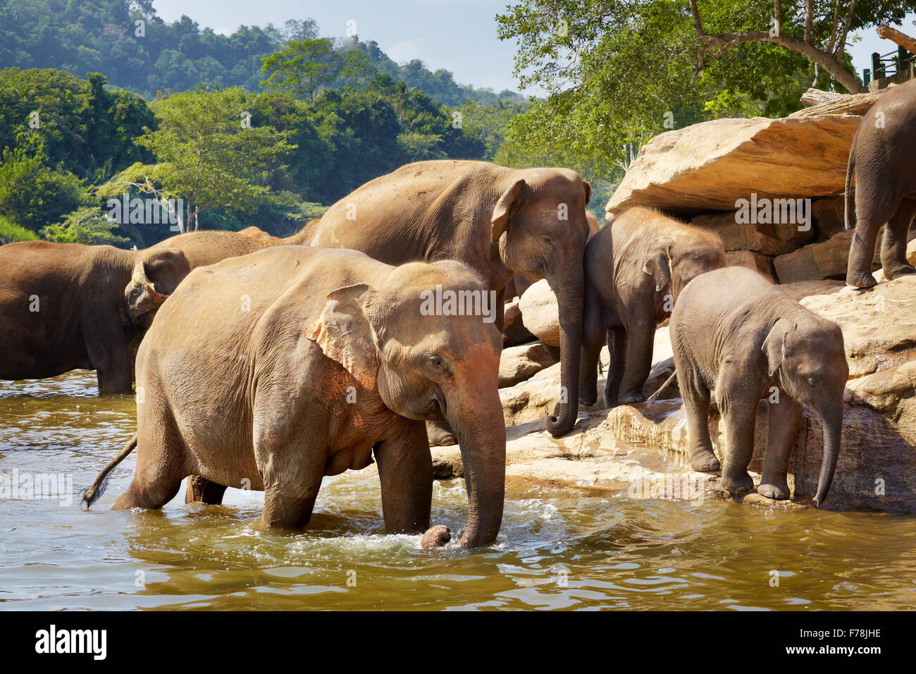 Pinnawela Elefantenwaisenhaus für wilde asiatische Elefanten, Sri Lanka, Asien Stockfoto