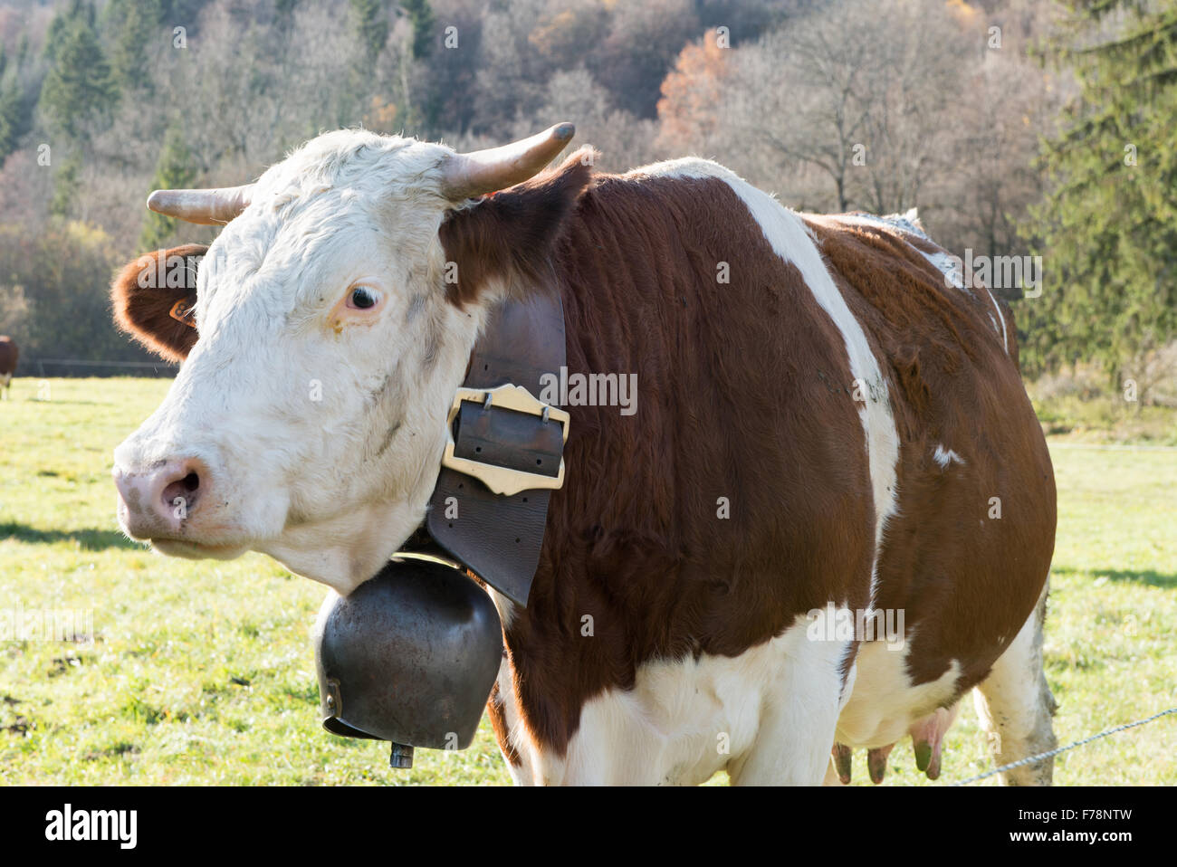 eine Kuh mit einer Glocke auf einer Wiese Stockfoto