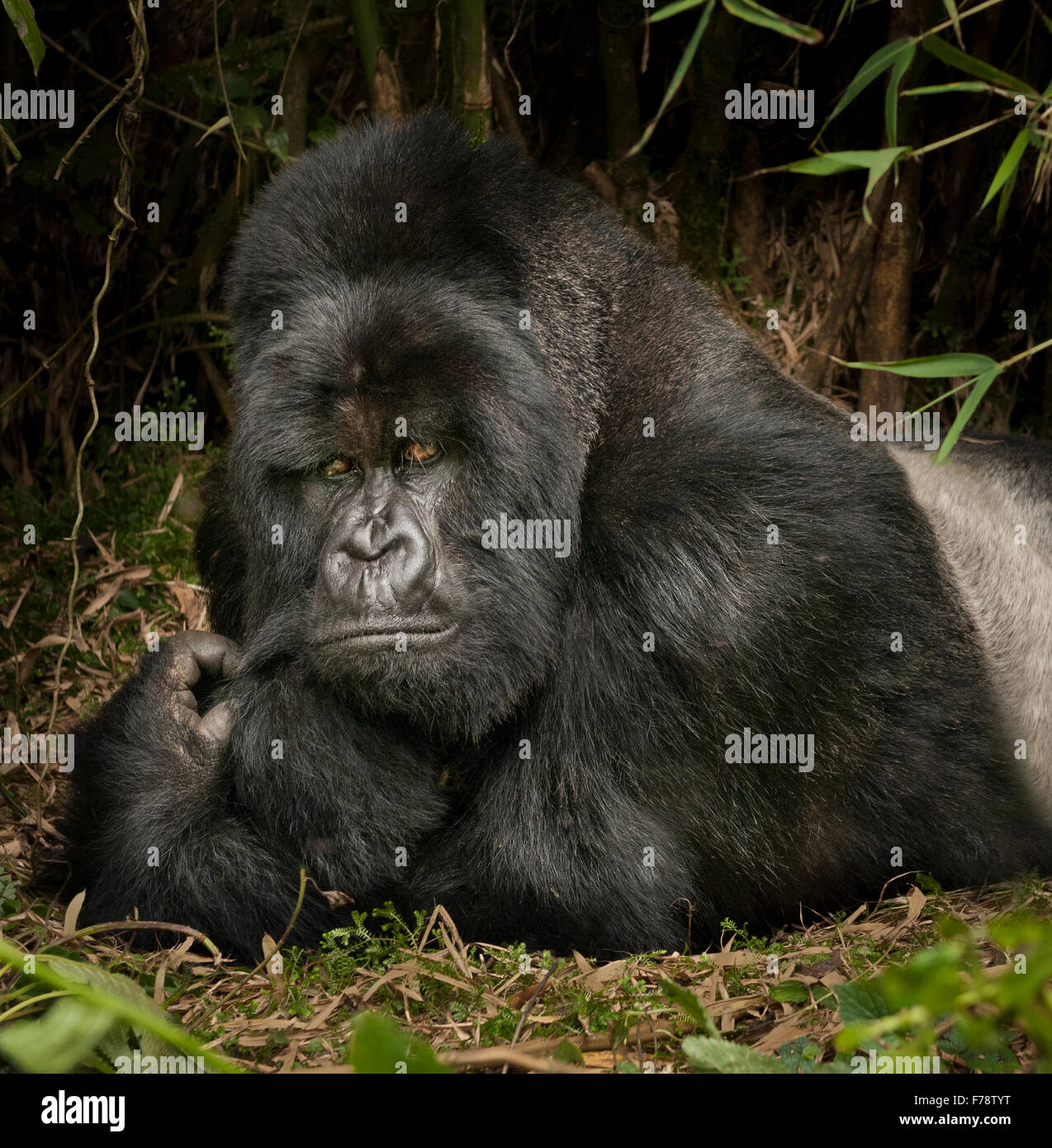 Silverback Berggorillas (Gorilla Beringei Beringei) am Boden Stockfoto