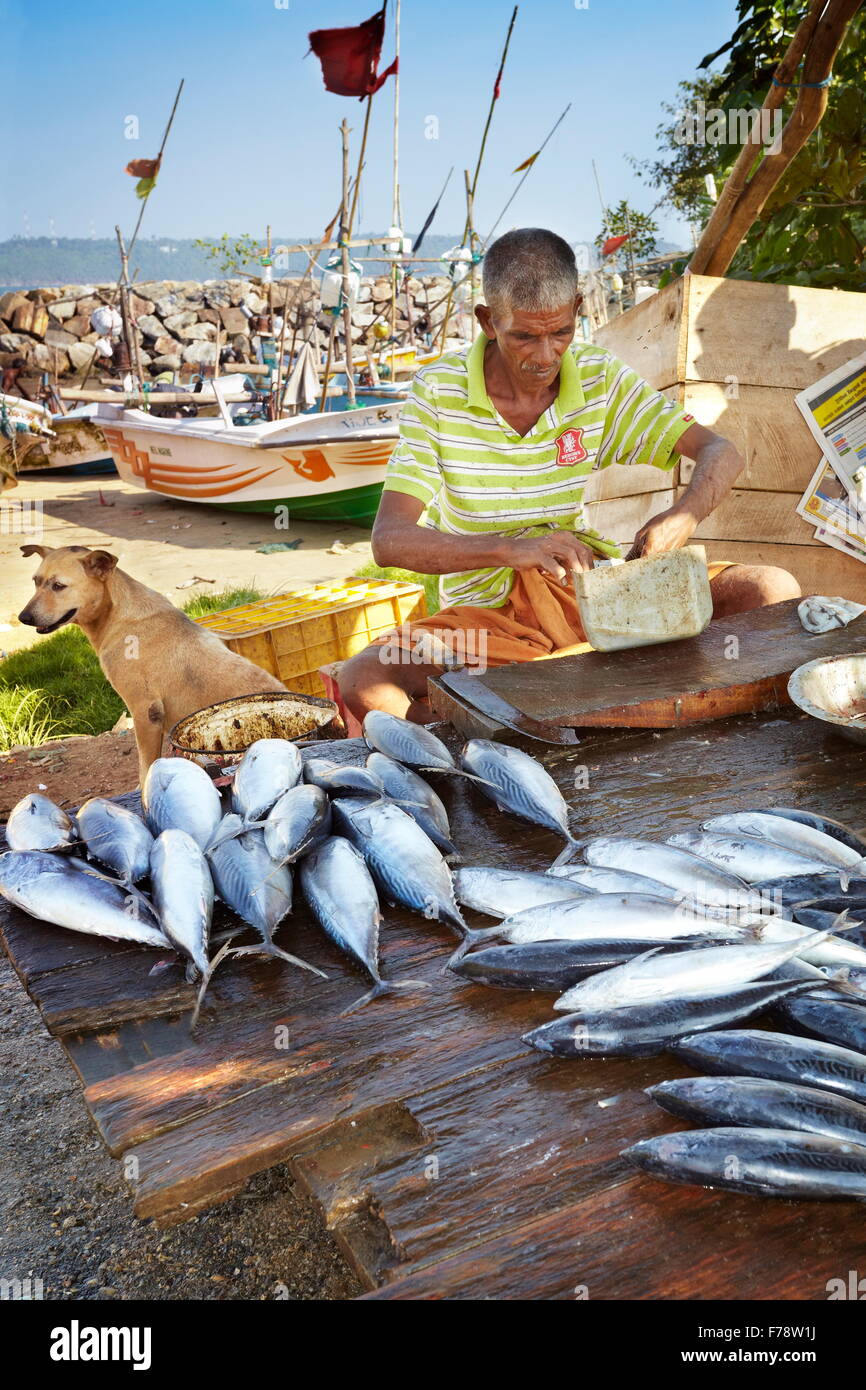 Sri Lanka - Galle, Fischer verkaufen frischen Fisch am Hafen Stockfoto
