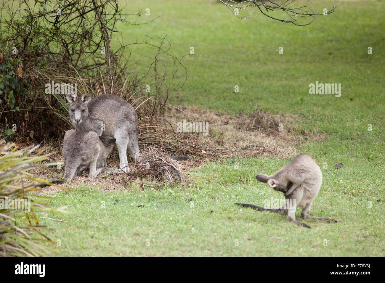 Känguru Mutter Spanferkel joey Stockfoto
