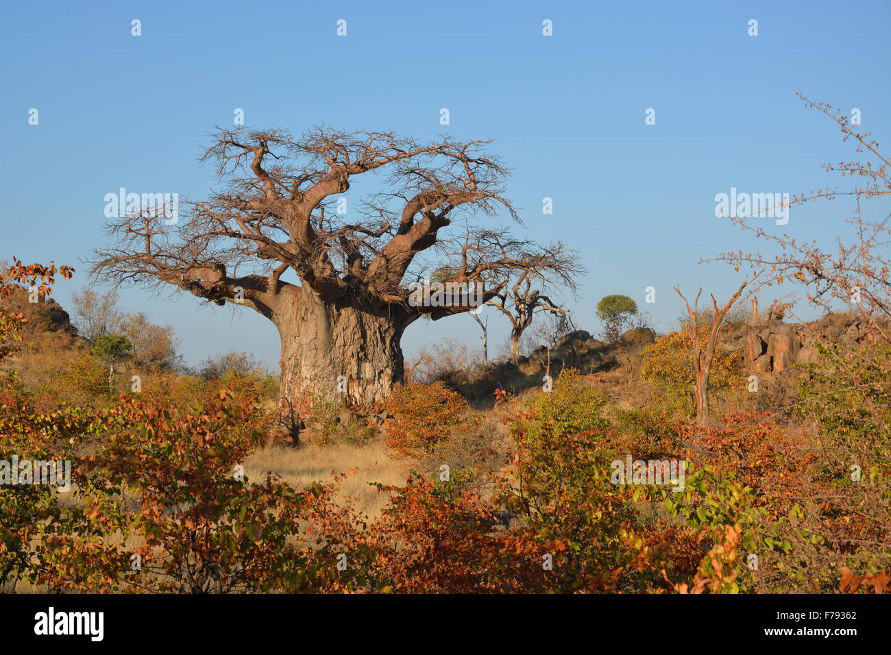 Alten Baobab-Baum vermutlich rund 1000 Jahre alten dominiert die Landschaft während der Trockenzeit im Tuli, Botswana, Afrika. Stockfoto