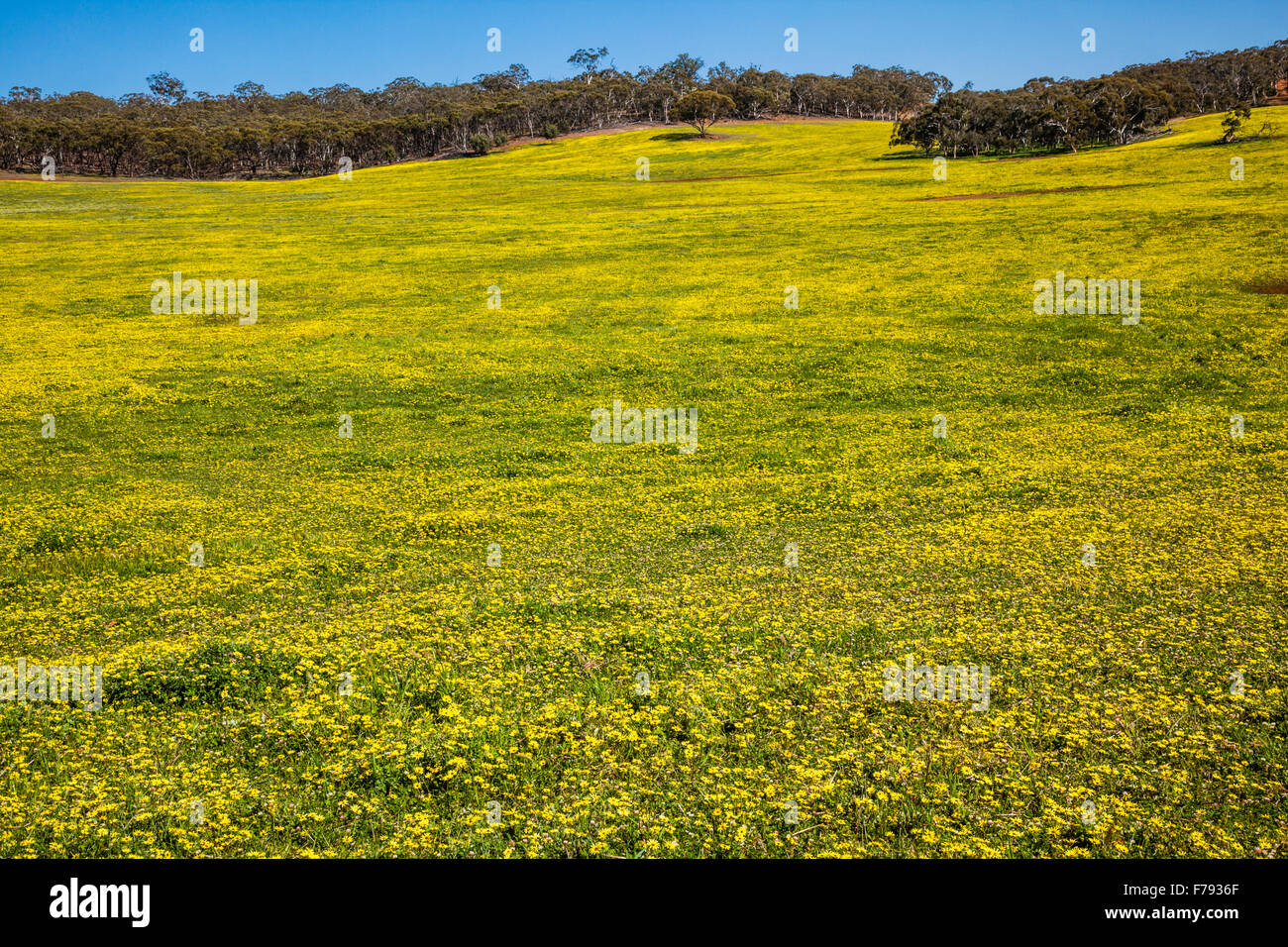 Australien, Western Australia, Wheatbelt Region, Shire von Victoria Plains, Teppich von Cape Unkraut Gänseblümchen Stockfoto