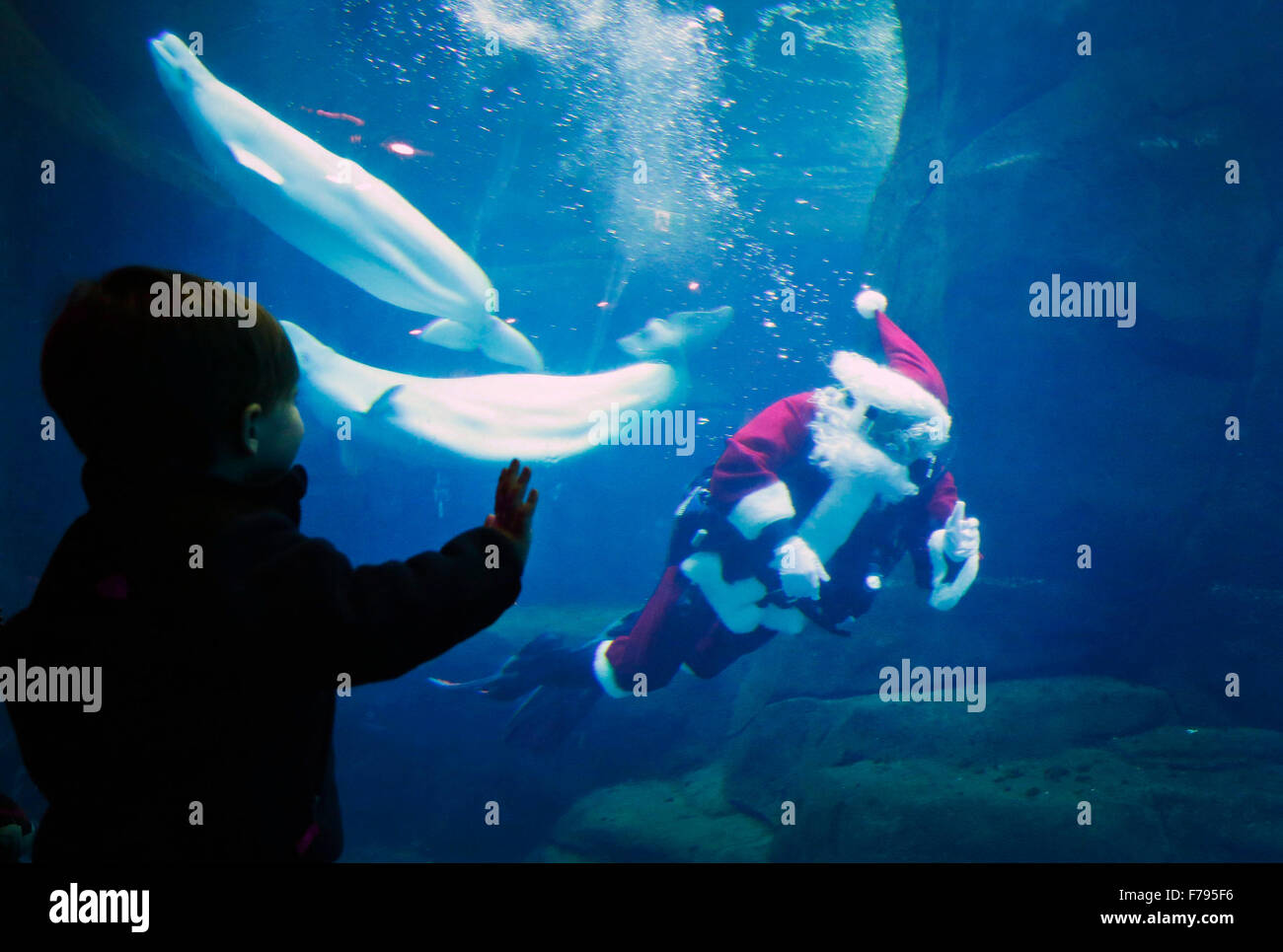 Vancouver, Kanada. 26. November 2015. Scuba Claus Wellen hand für ein Kind während der Einnahme ein erfrischendes Bad im Beluga Tank im Vancouver Aquarium in Vancouver, Kanada, 26. November 2015. Santas tauchen hinunter das Wasser und Schwimmen mit der Beluga in Vancouver Aquarium, kick-off des Aquariums Weihnachten spezielle Jahresereignis. Bildnachweis: Liang Sen/Xinhua/Alamy Live-Nachrichten Stockfoto