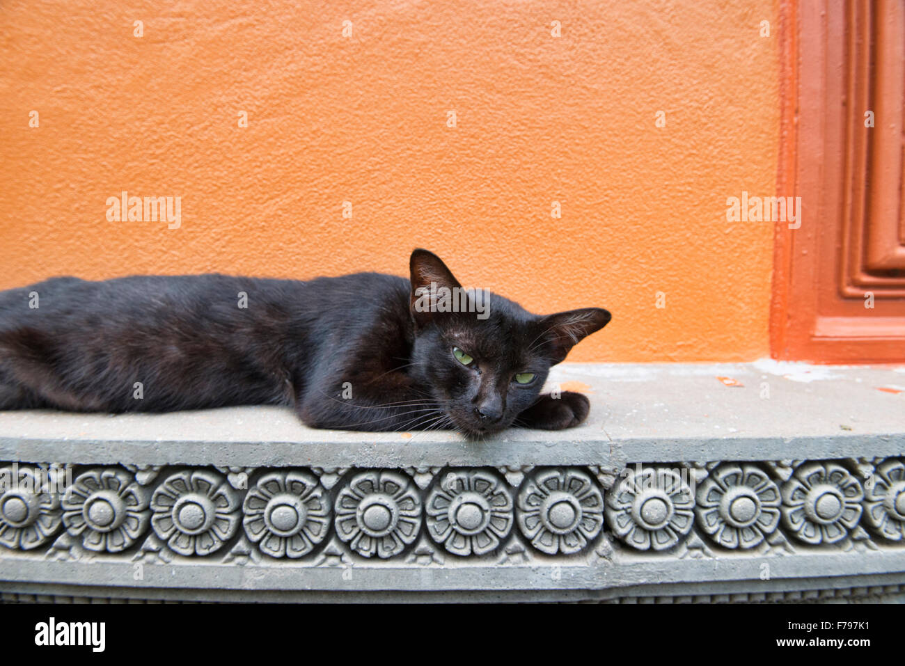 Katze schläft im Tempel, Siem Reap, Kambodscha Stockfoto