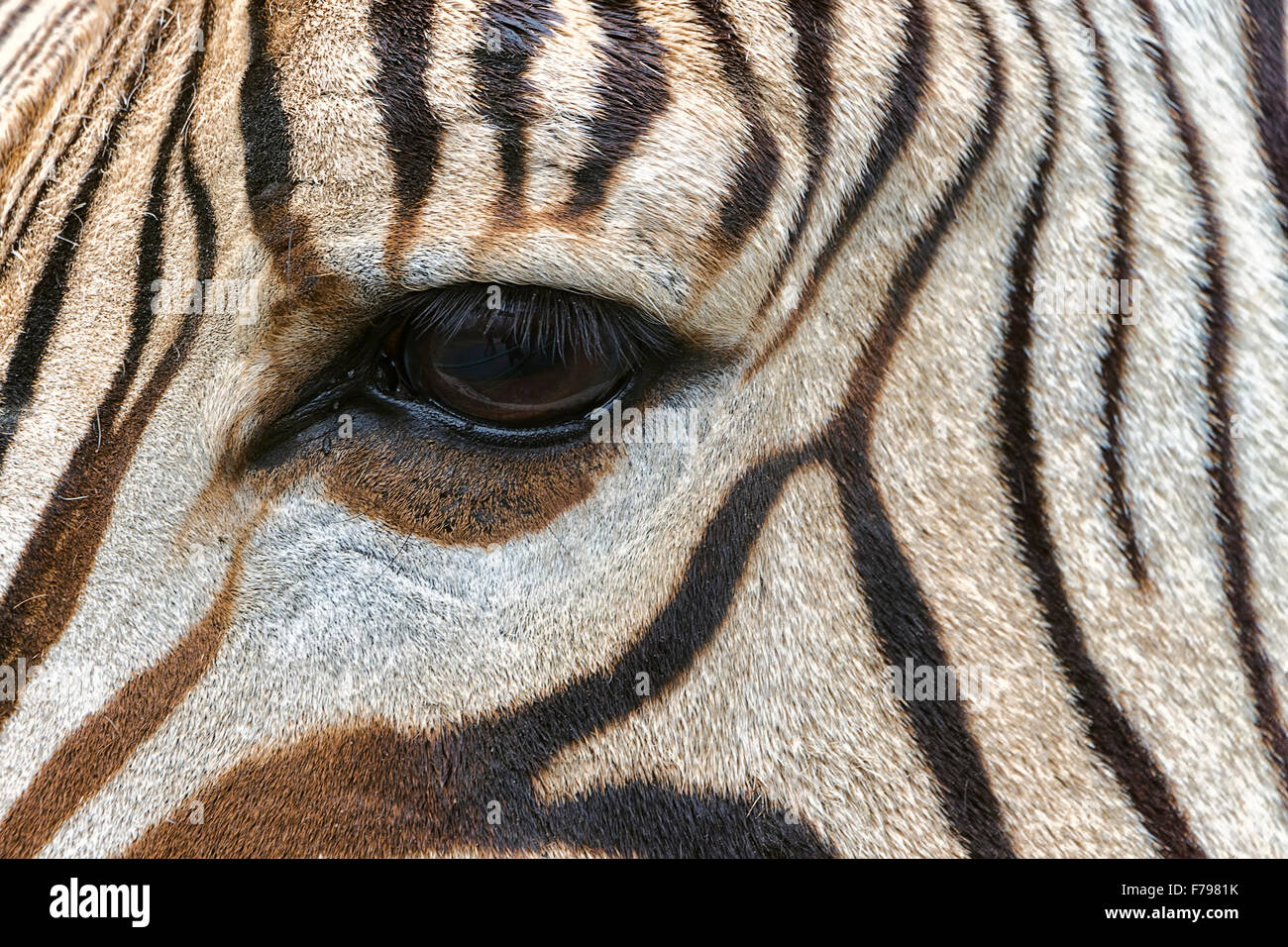 Close - Up der schönen Zebra-Kopf mit einem Auge. Stockfoto