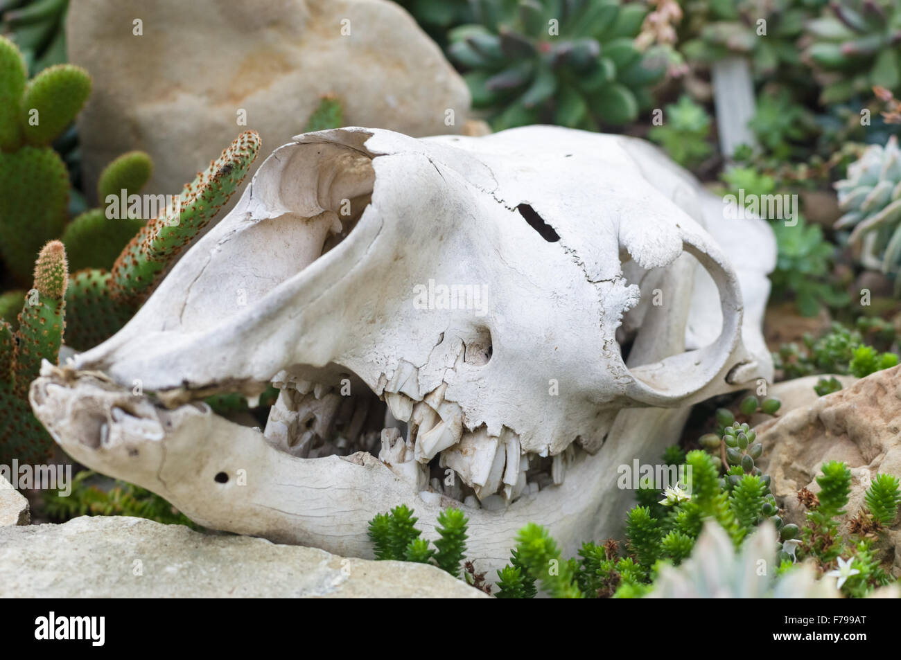 Schädel auf dem Boden in der Nähe von Kakteen und Felsen, Detailansicht mit selektiven Fokus Stockfoto