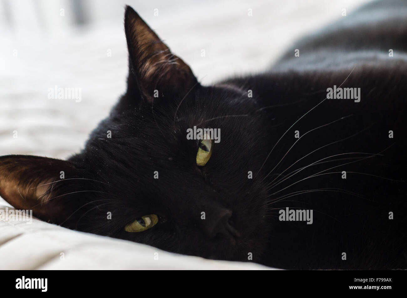 Closeup müde schwarzen Haaren Hauskatze auf Bett liegend Stockfoto