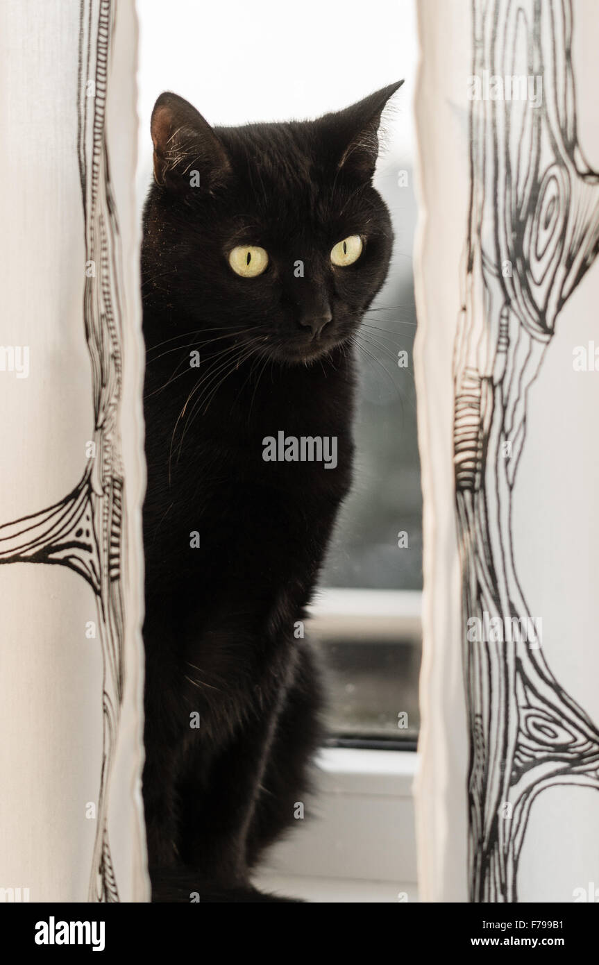 Schwarze behaarte Katze am Fenster sitzen und Blick durch Vorhänge Stockfoto