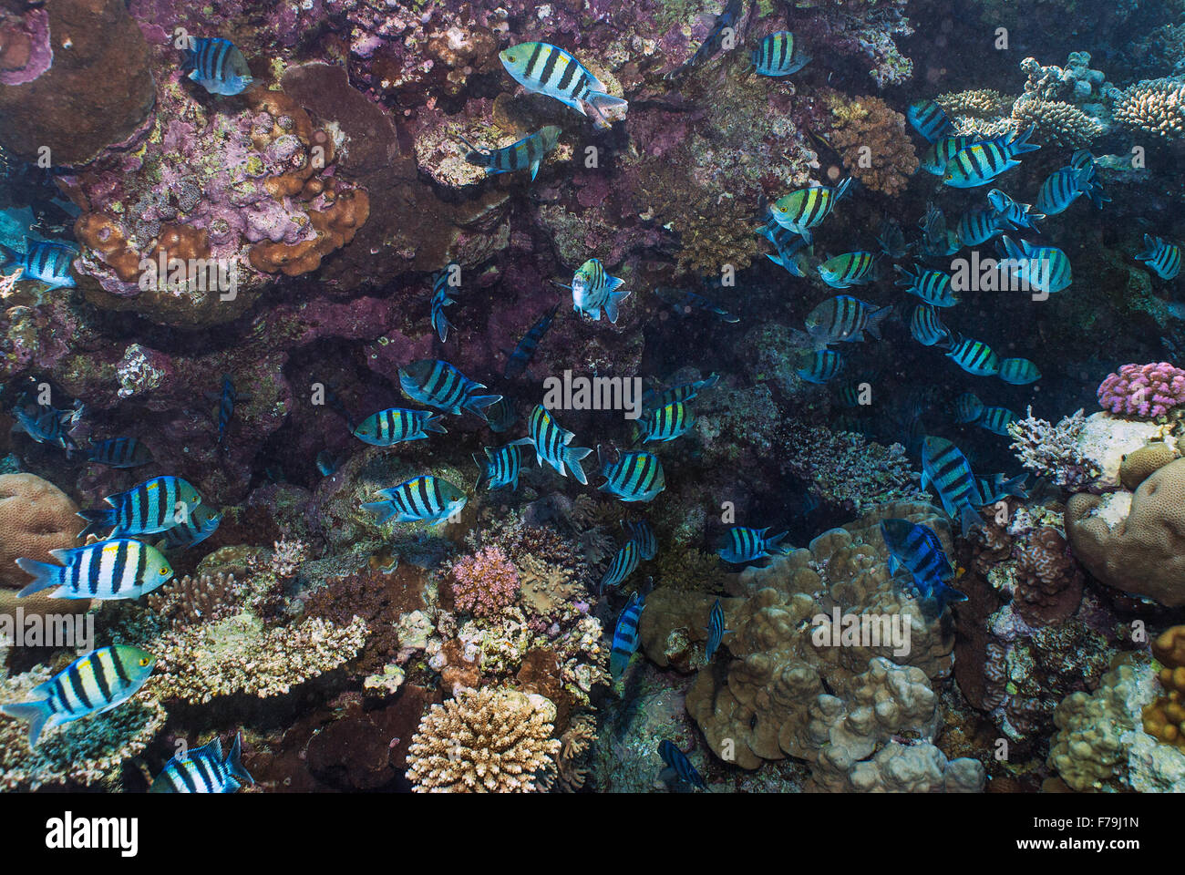 Sergent major, Abudefduf Vaigensis, Pomacentridae, Sharm el Sheikh, Rotes Meer, Ägypten Stockfoto