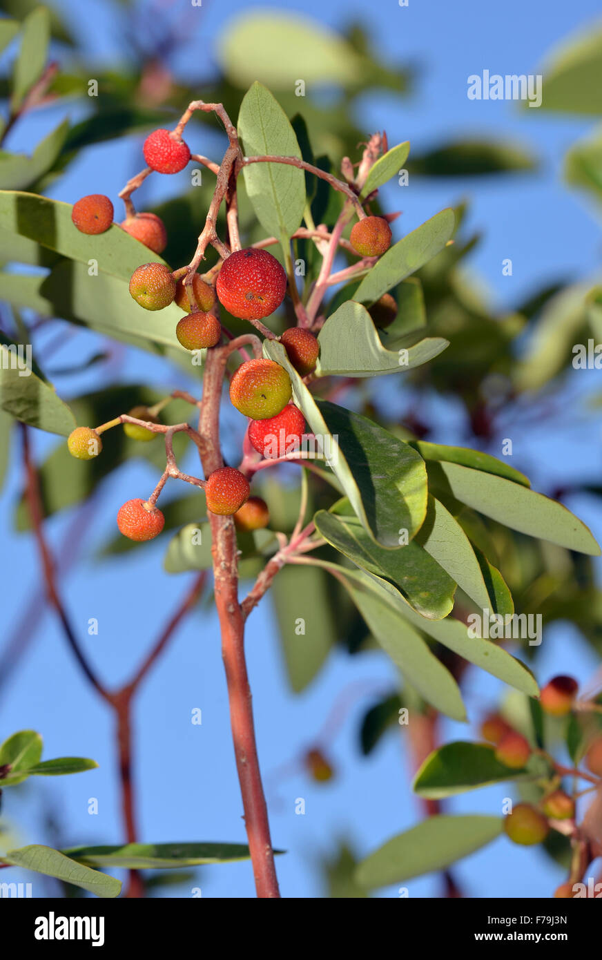 Östliche Erdbeerbaum - Arbutus Andrachne Frucht am Baum Stockfoto