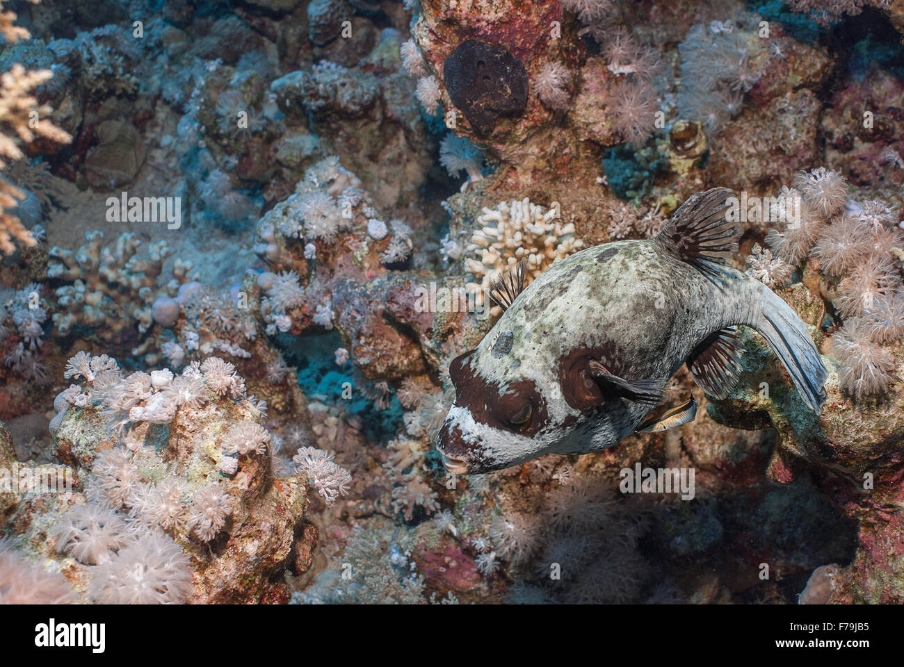 Puffferfish, Arothron Diadematus, Tetraodontidae Sharm el Sheikh, Rotes Meer, Ägypten Stockfoto