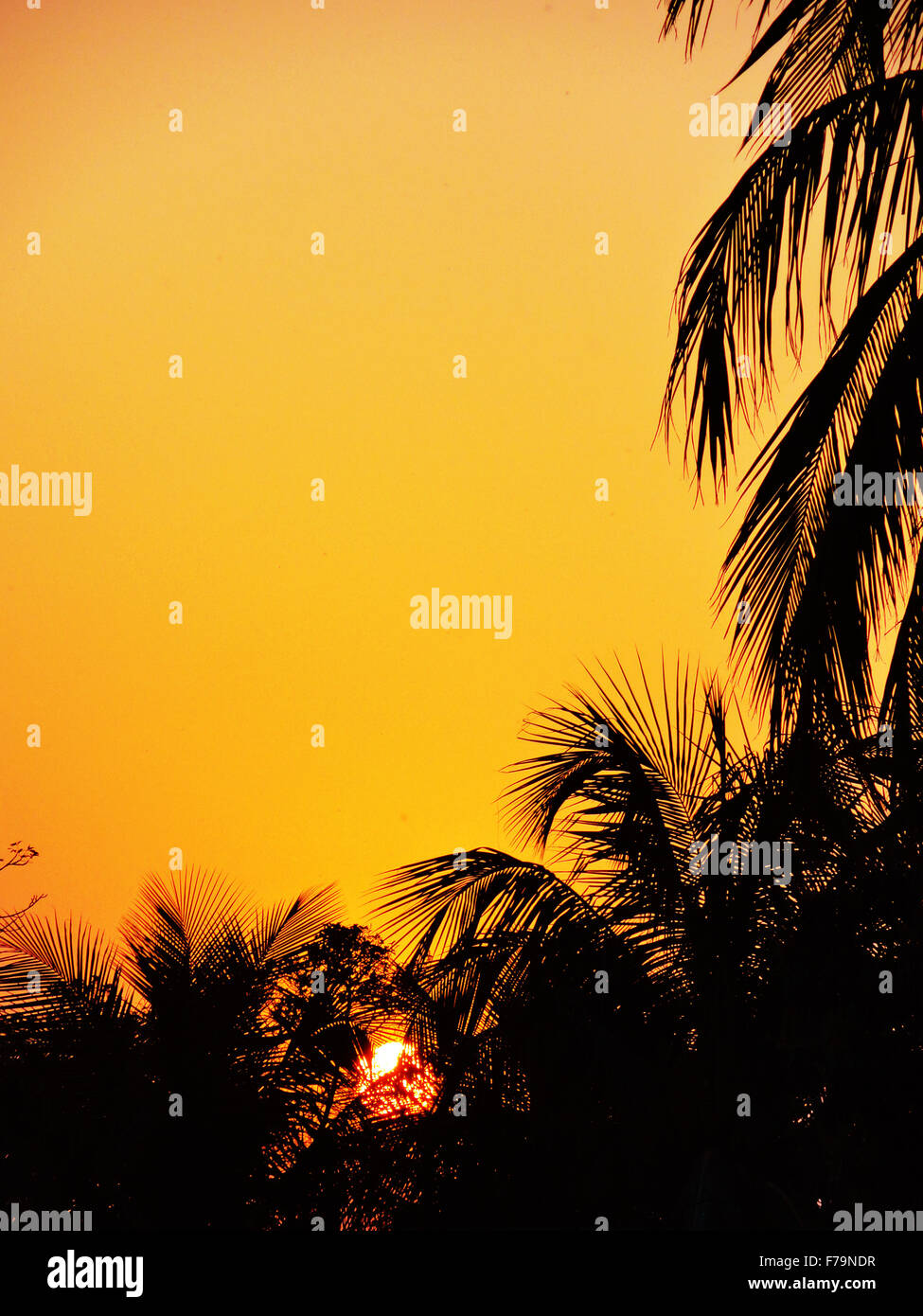 Sonnenuntergang am Strand durch Palmenblättern Stockfoto