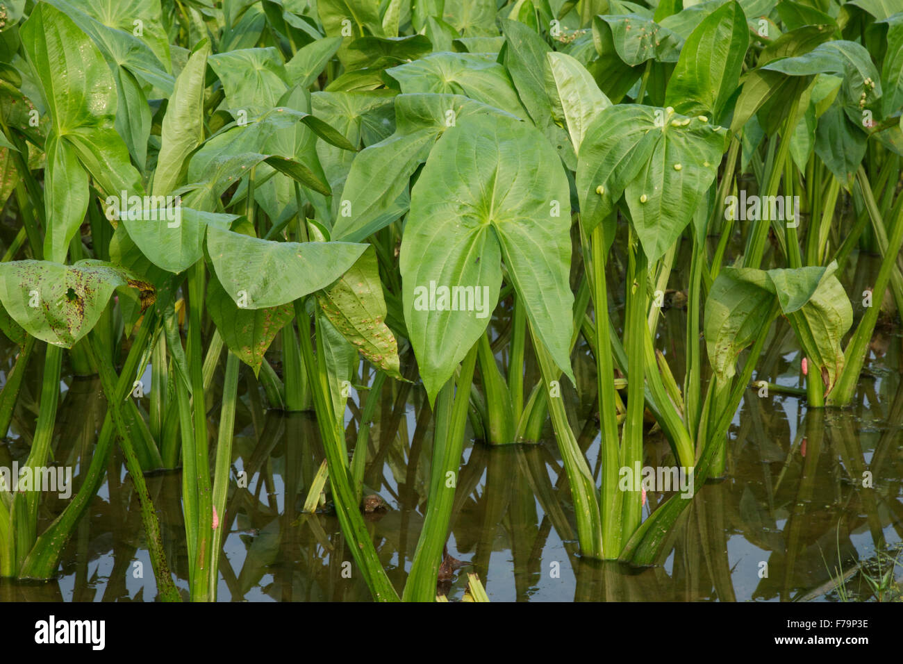 Taro-Felder Guilin Region Guangxi, China LA008199 Stockfoto