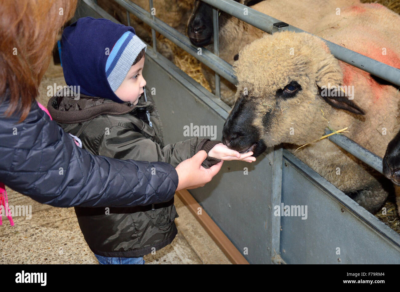 Ein kleiner Junge füttert ein Schaf auf dem Bauernhof mit Hilfe von seiner Mutter. Stockfoto