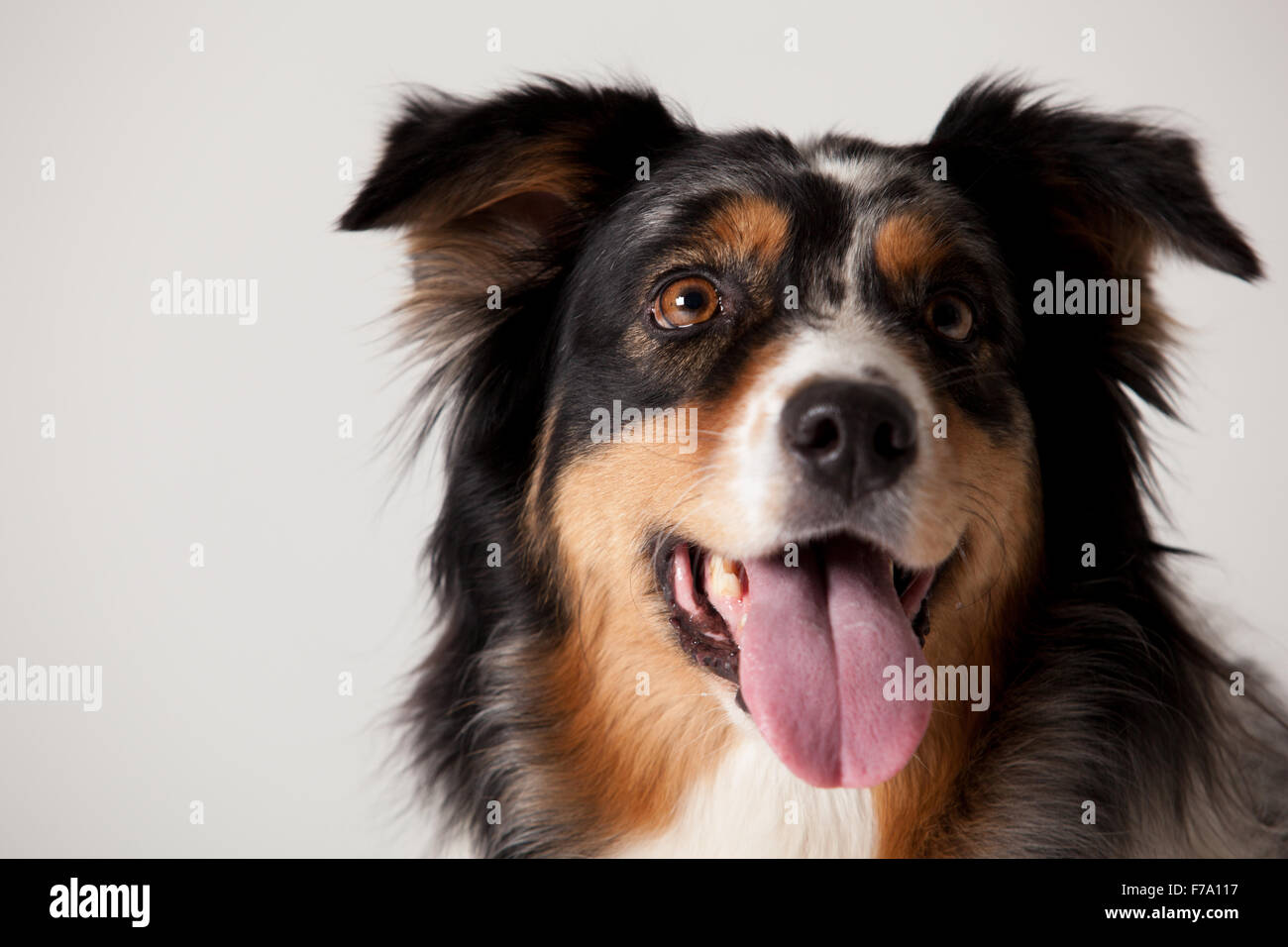 Glücklicher Hund fotografiert im Studio auf weißem Hintergrund Stockfoto