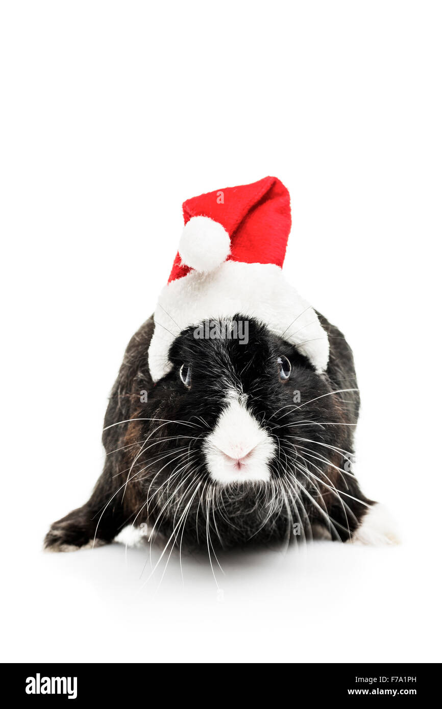 Häschen mit Weihnachtsmütze auf weißem Hintergrund Stockfoto