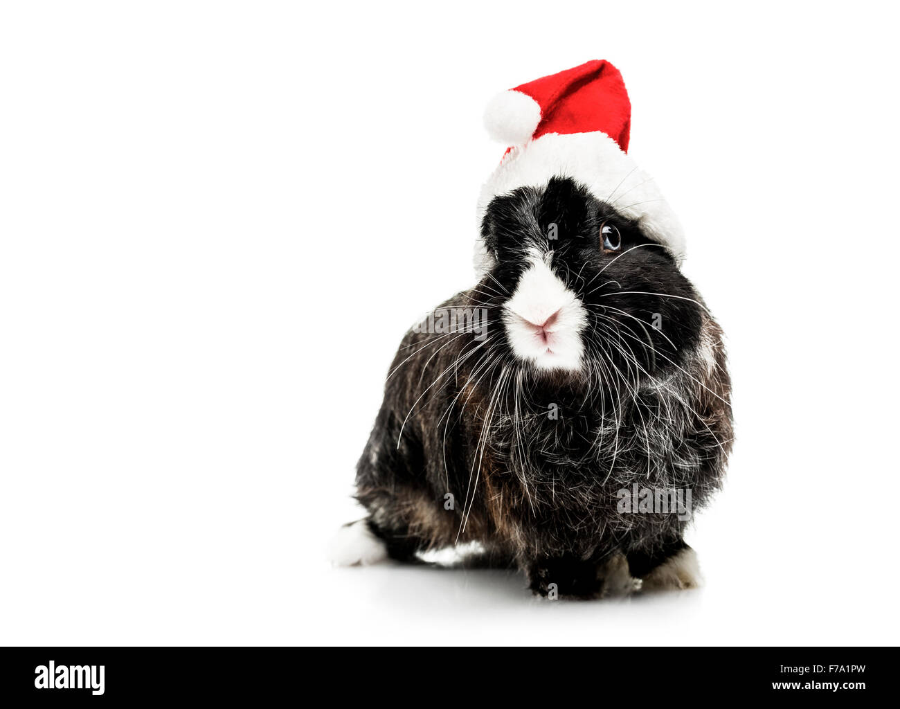 Häschen mit Weihnachtsmütze auf weißem Hintergrund Stockfoto