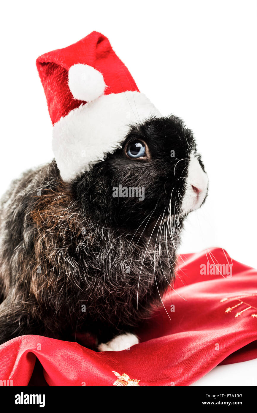 Häschen mit Weihnachtsmütze auf weißem Hintergrund Stockfoto