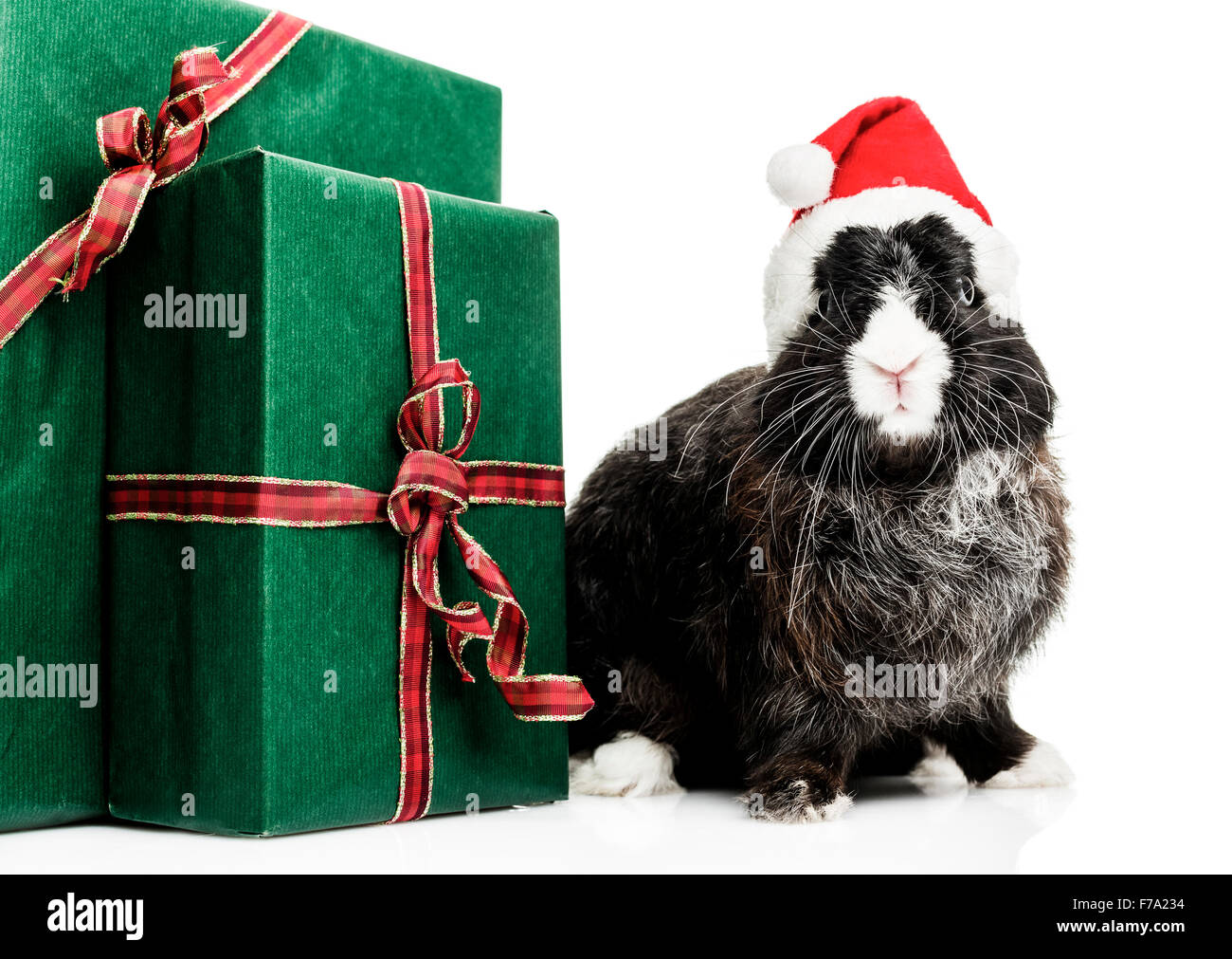 Häschen mit Weihnachtsmütze auf weißem Hintergrund Stockfoto