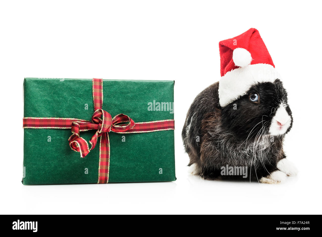 Häschen mit Weihnachtsmütze auf weißem Hintergrund Stockfoto