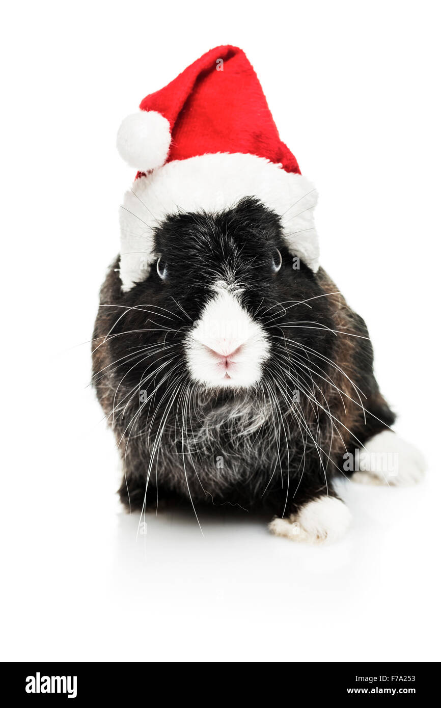 Häschen mit Weihnachtsmütze auf weißem Hintergrund Stockfoto