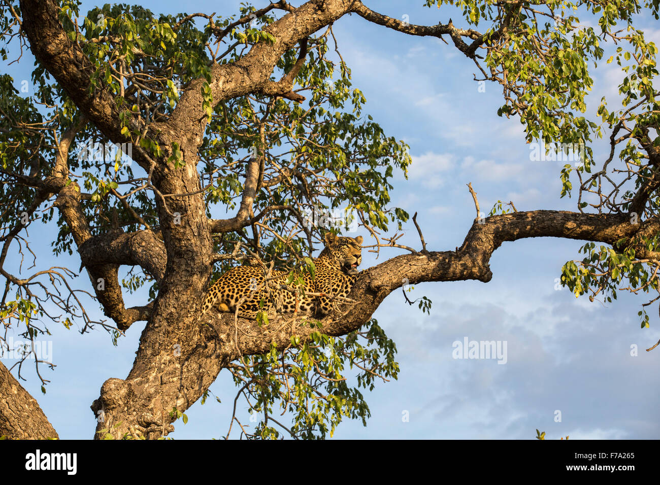 Leoparden ruht auf einem Ast in einem Marula-Baum Stockfoto