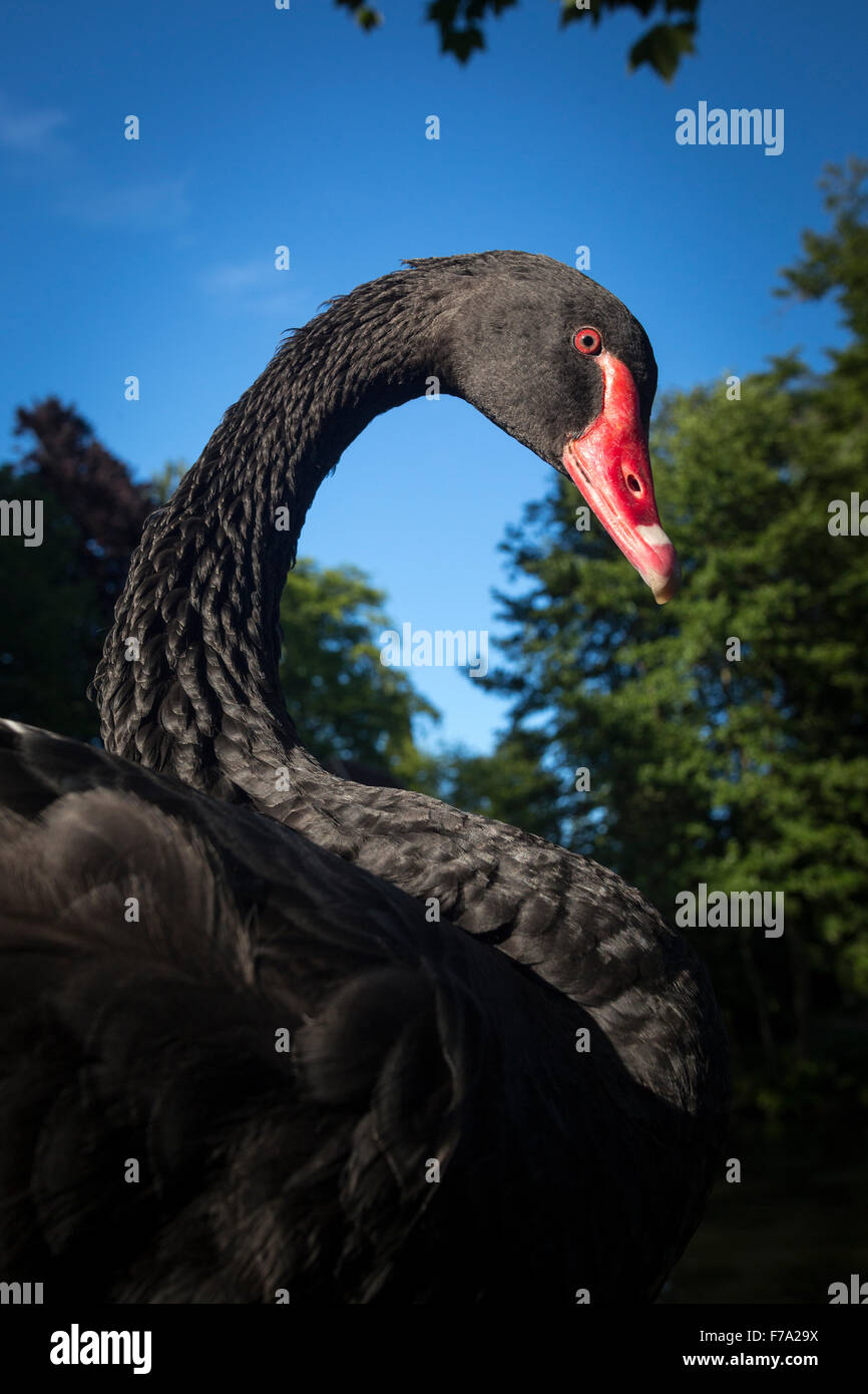 Ein Foto von einem schwarzen Schwan (Cygnus olor). Portrait de Cygne Noir (Cygnus olor). Stockfoto